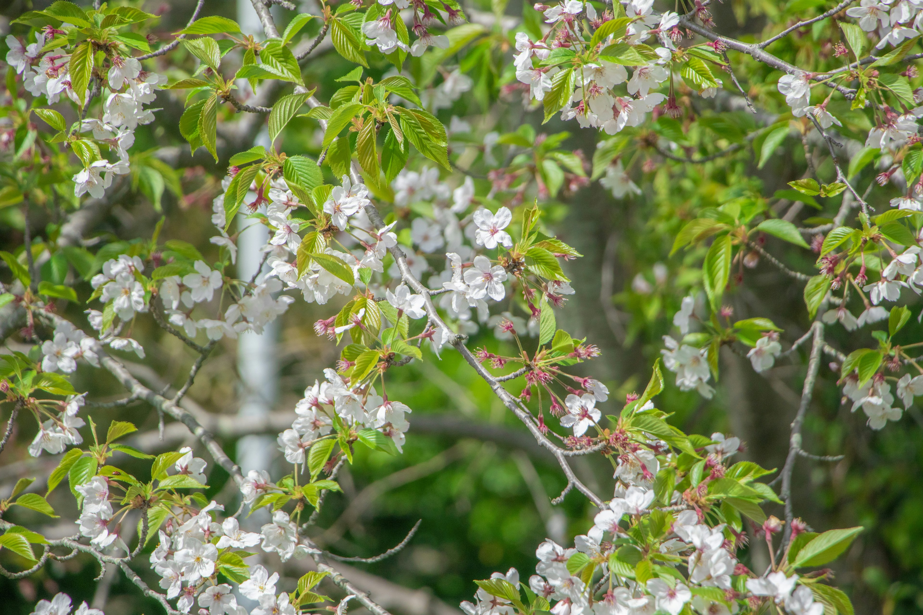 Primer plano de un cerezo en flor con flores blancas y hojas verdes