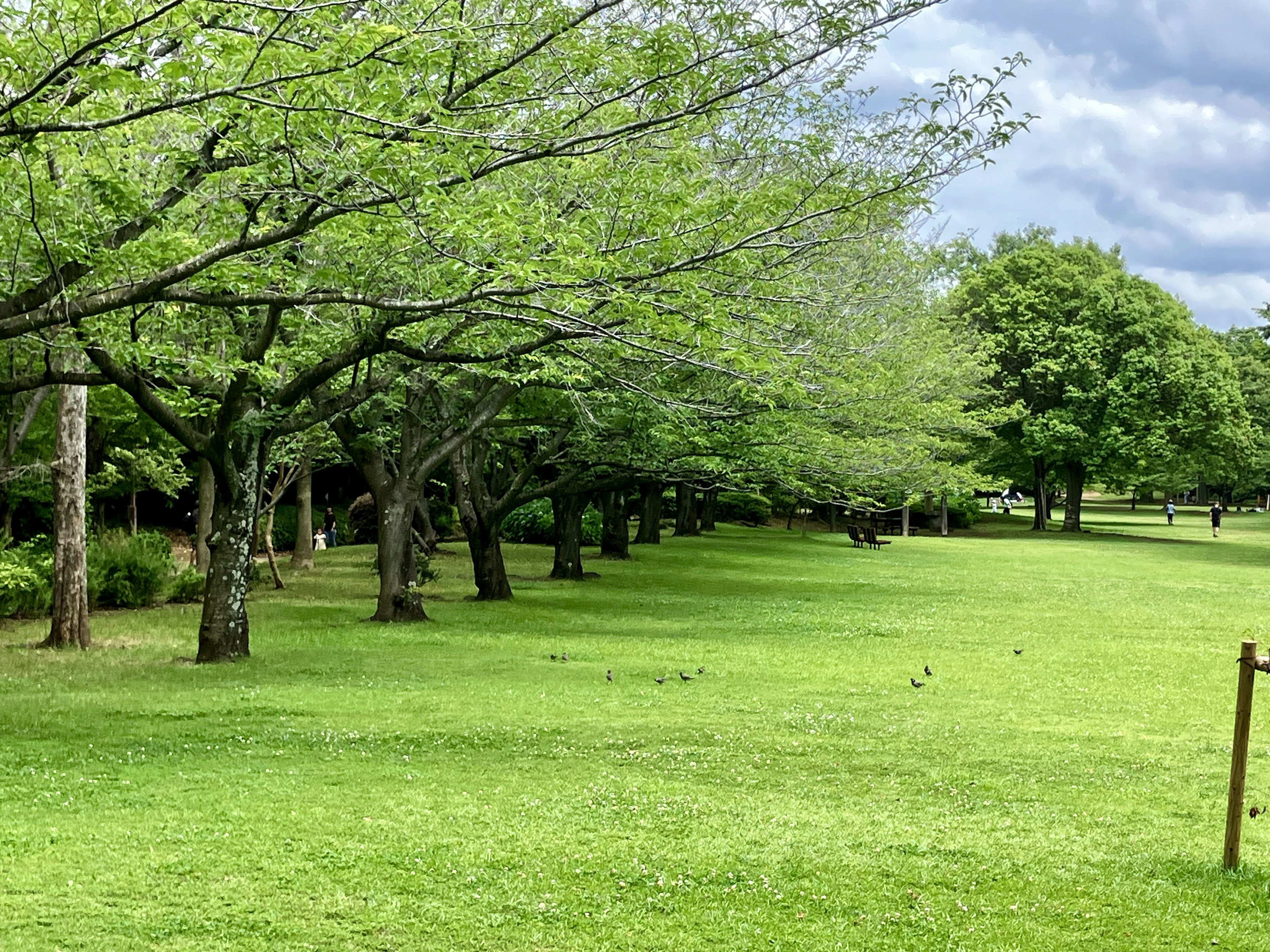 緑の芝生と木々が広がる公園の風景