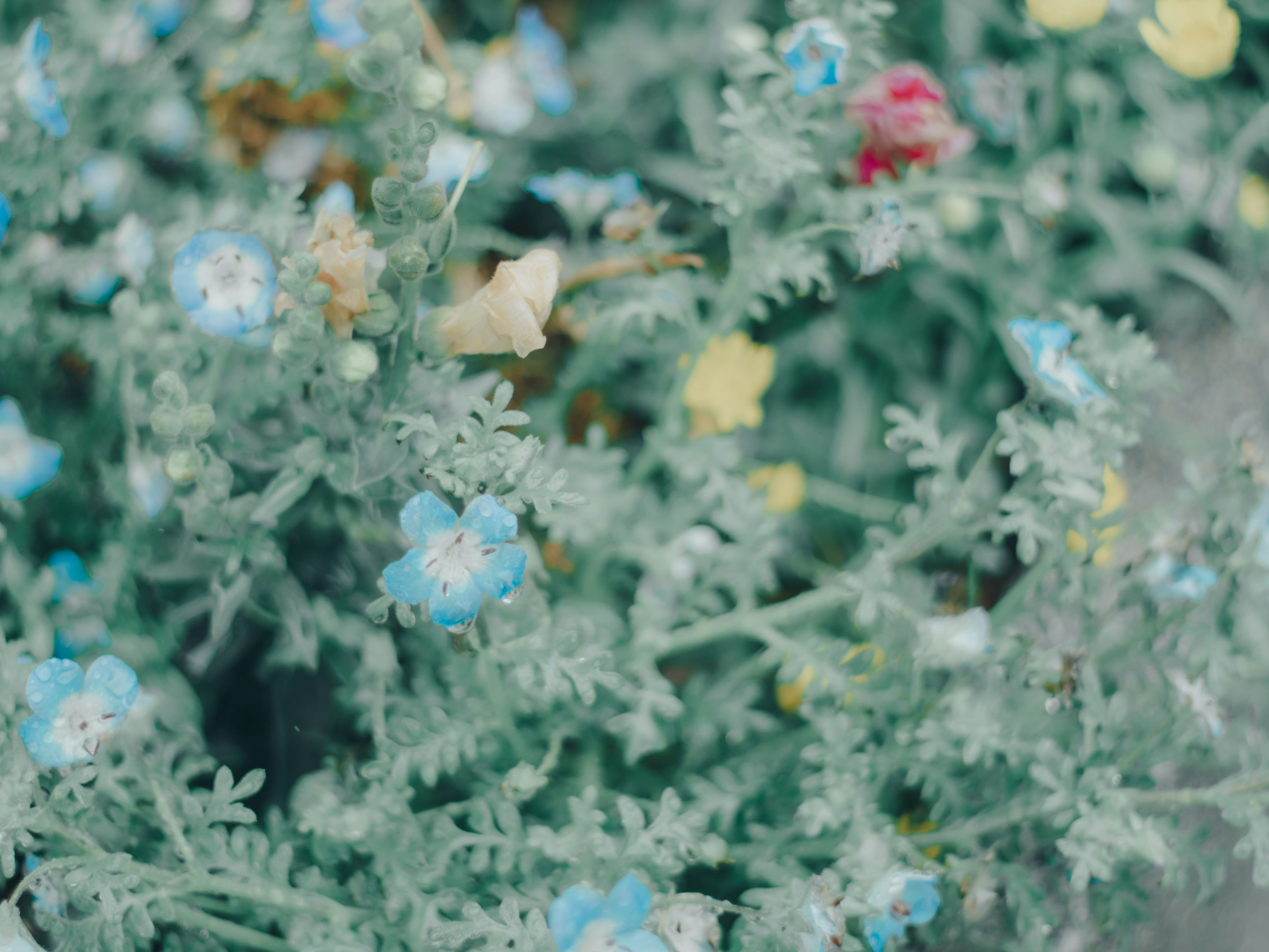 Gros plan d'une plante avec des fleurs bleues et des feuilles vertes