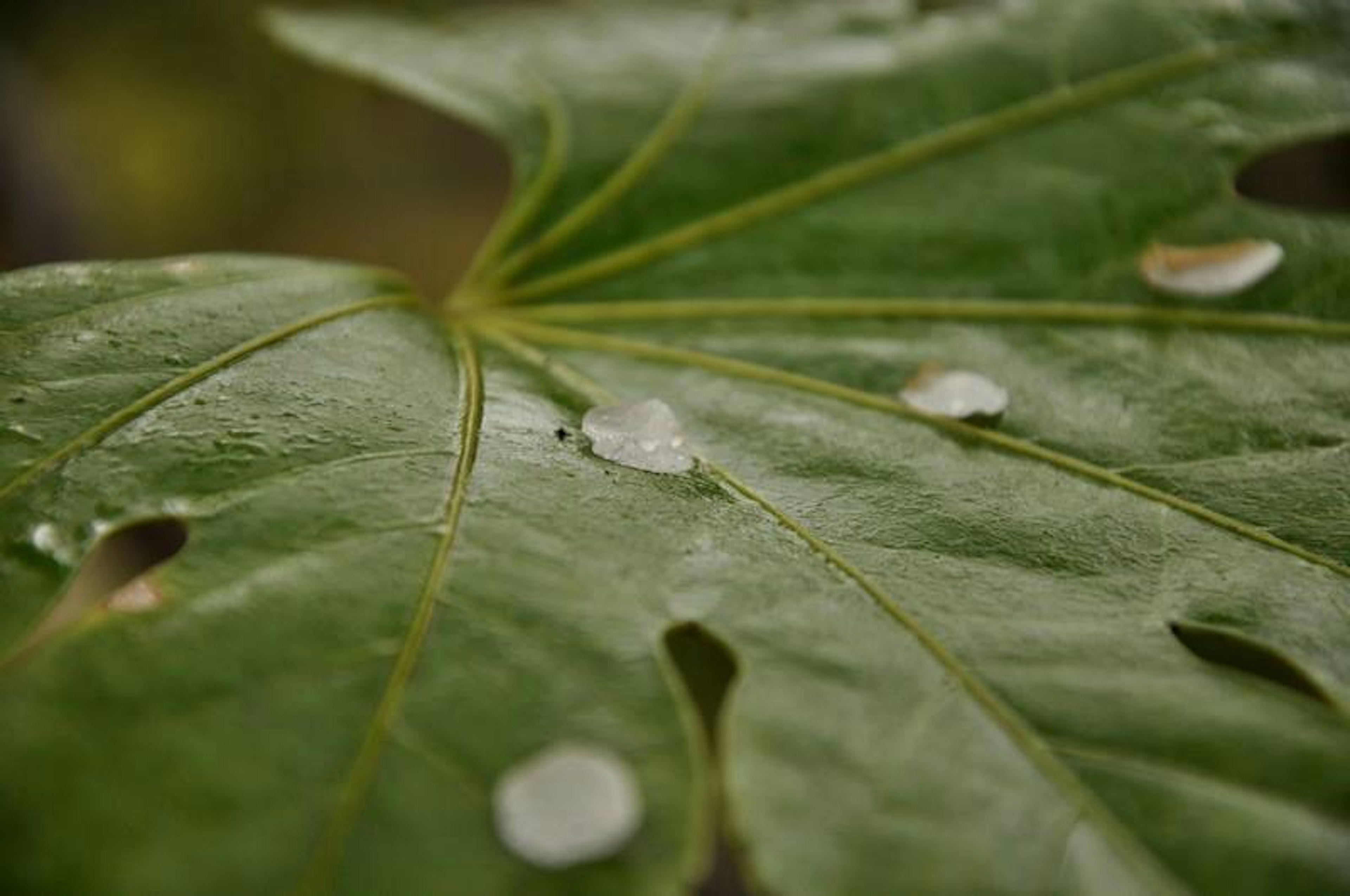 Imagen en primer plano de una hoja verde con gotas de agua y agujeros en su superficie