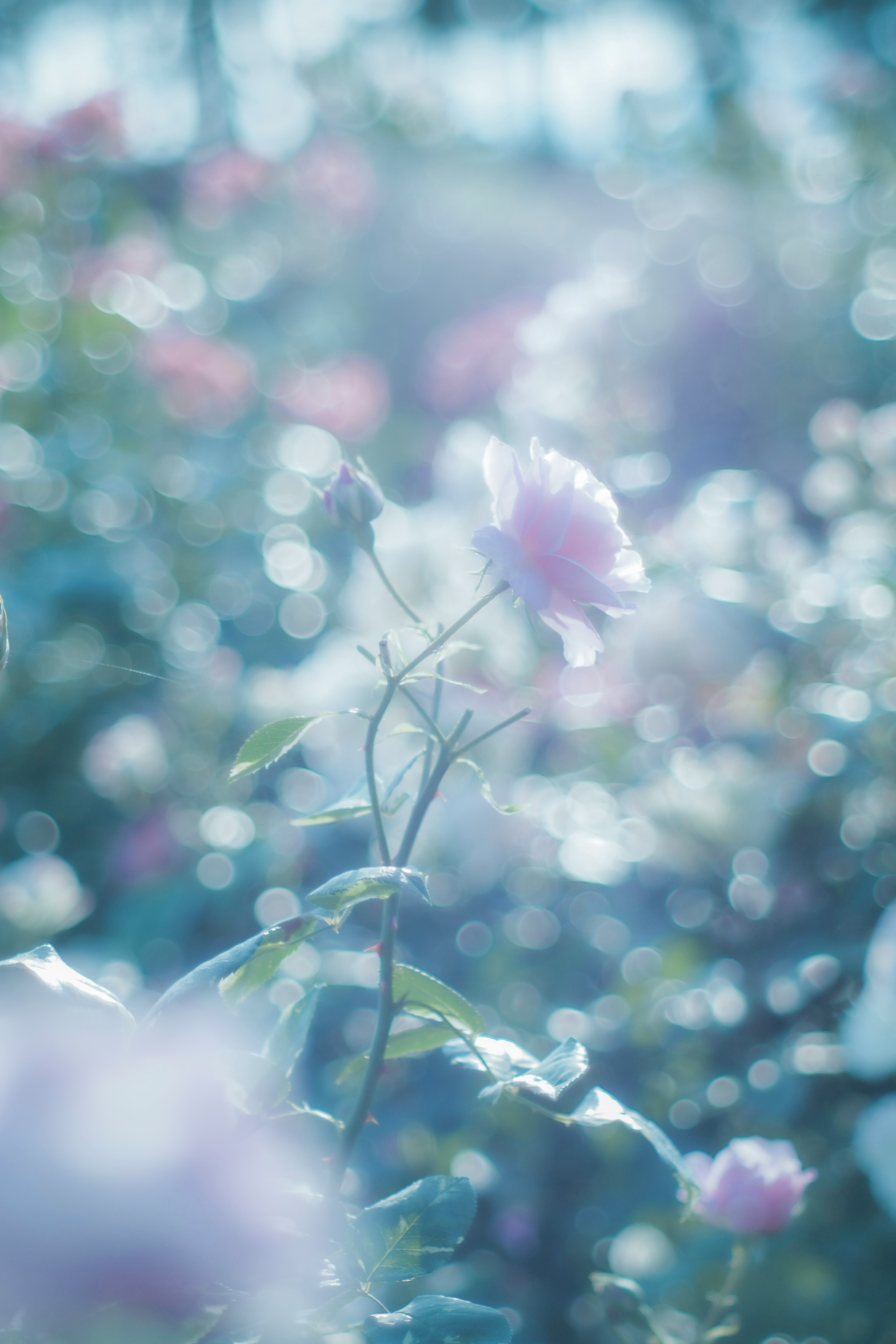 薄い青色の背景に咲く淡い色の花々のボケた写真