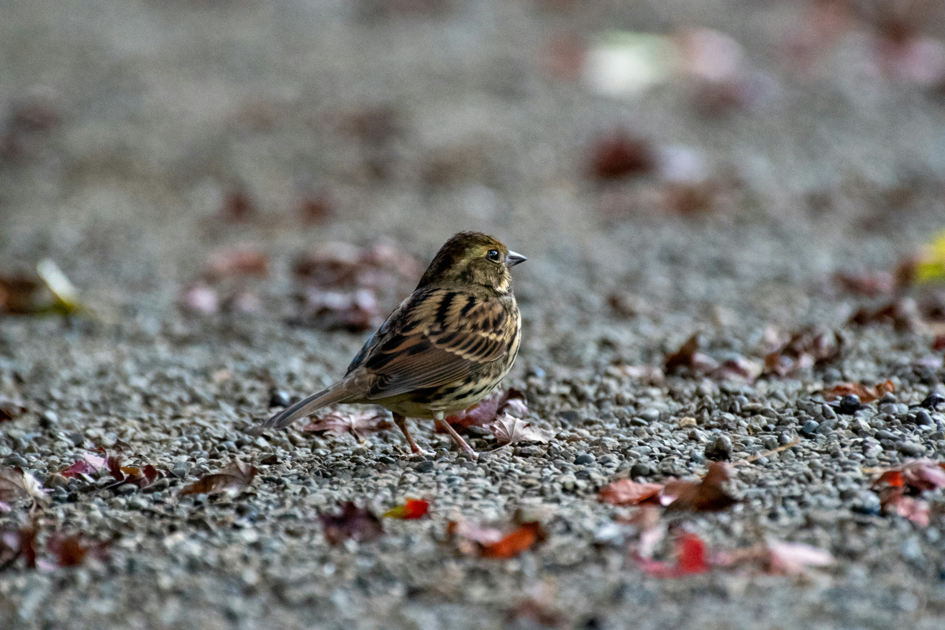 A small bird on the ground among fallen autumn leaves