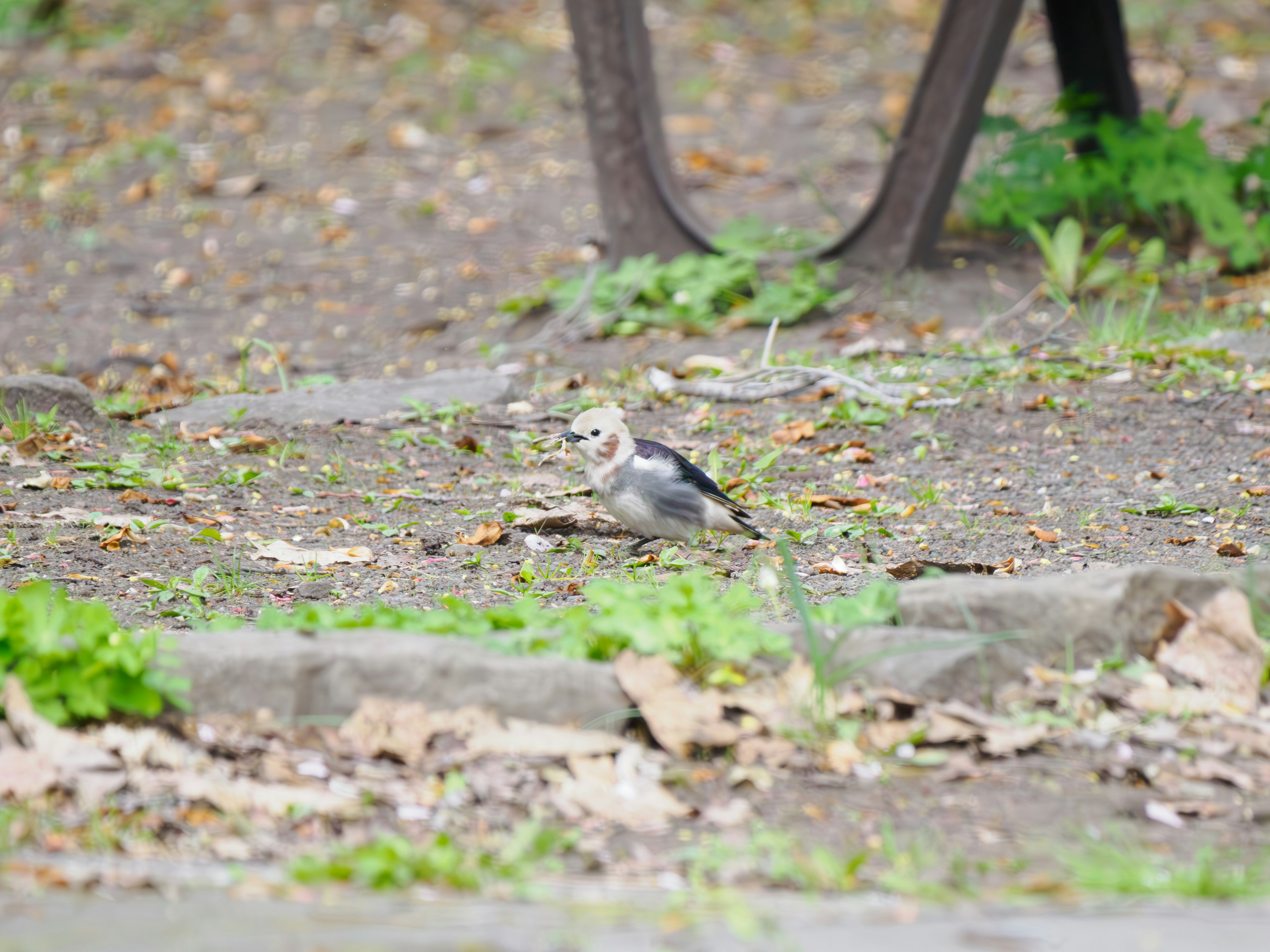 Un petit oiseau cherchant de la nourriture au sol dans un parc