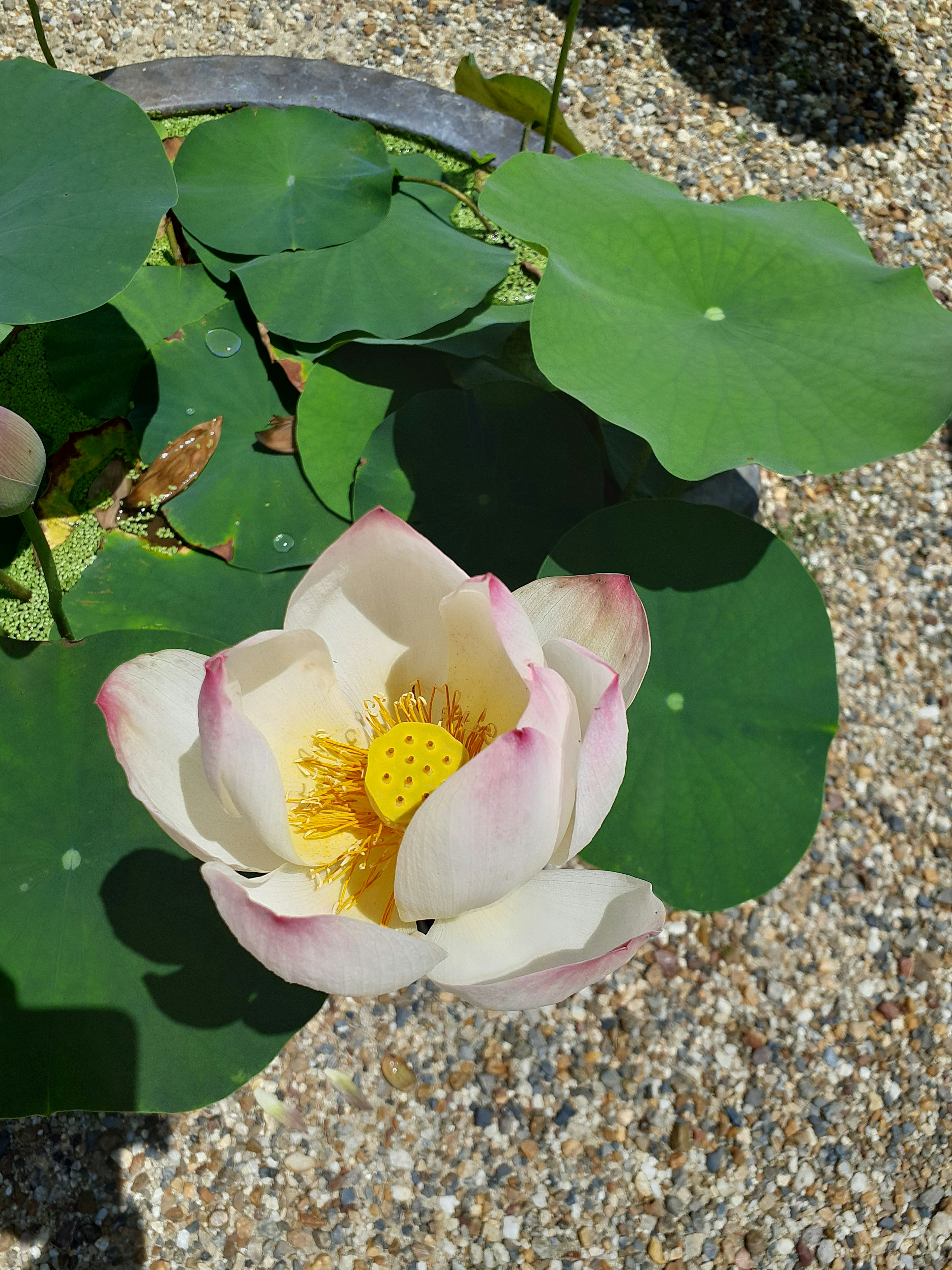 Beautiful lotus flower with green leaves in a pond