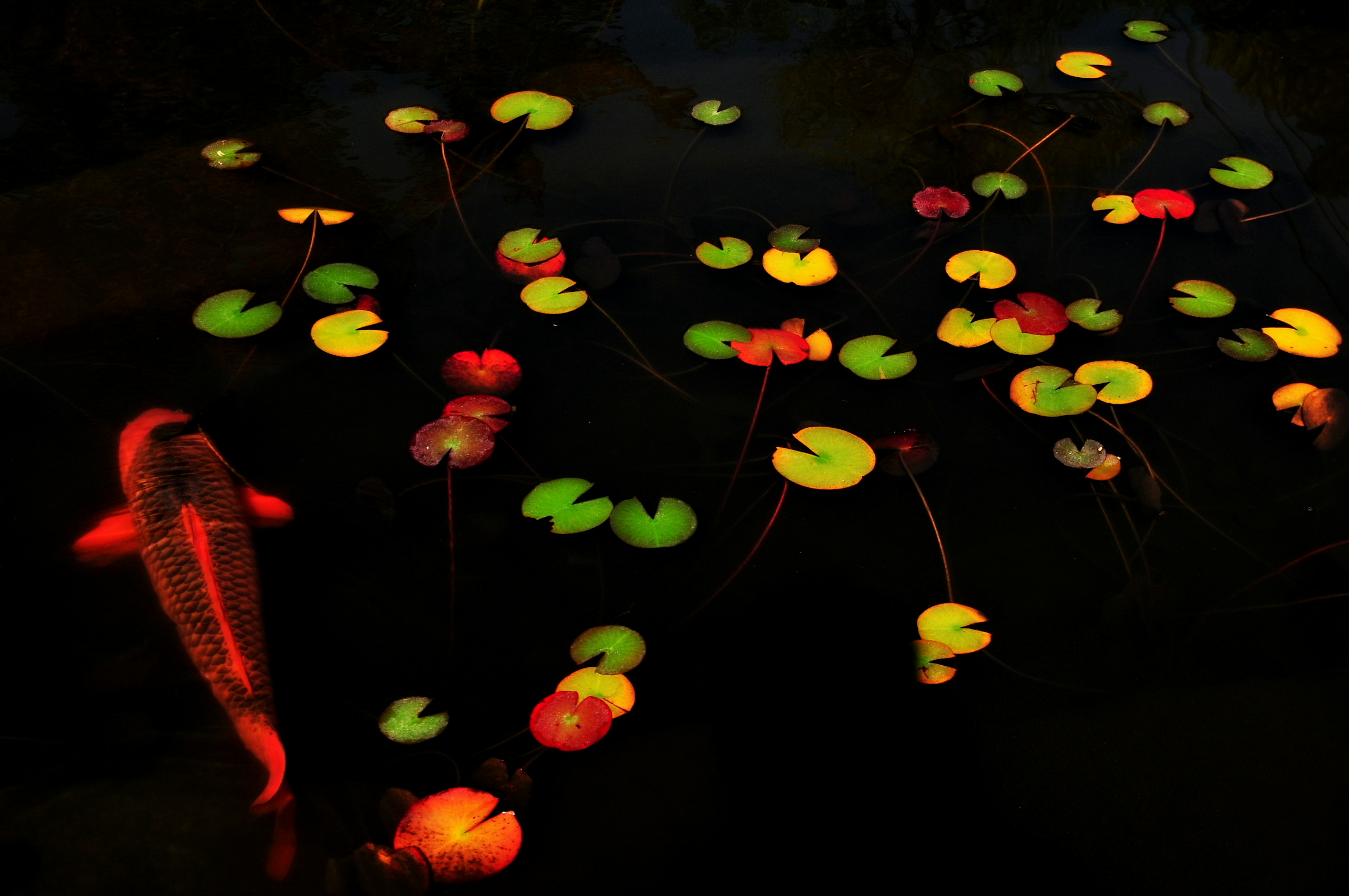 Une belle scène de nénuphars et d'un poisson koi rouge à la surface