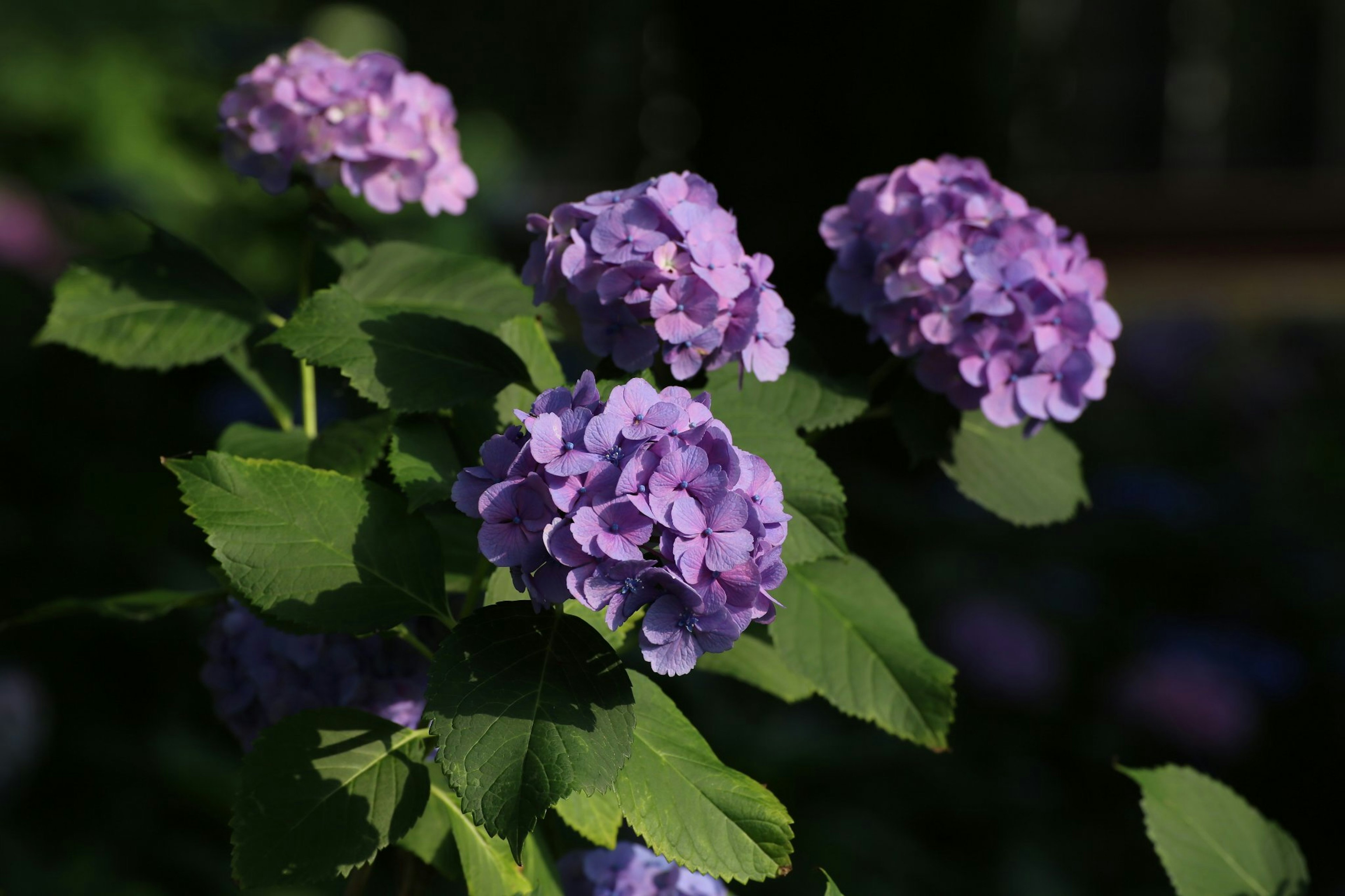 紫色の花が咲いている植物のクローズアップ写真