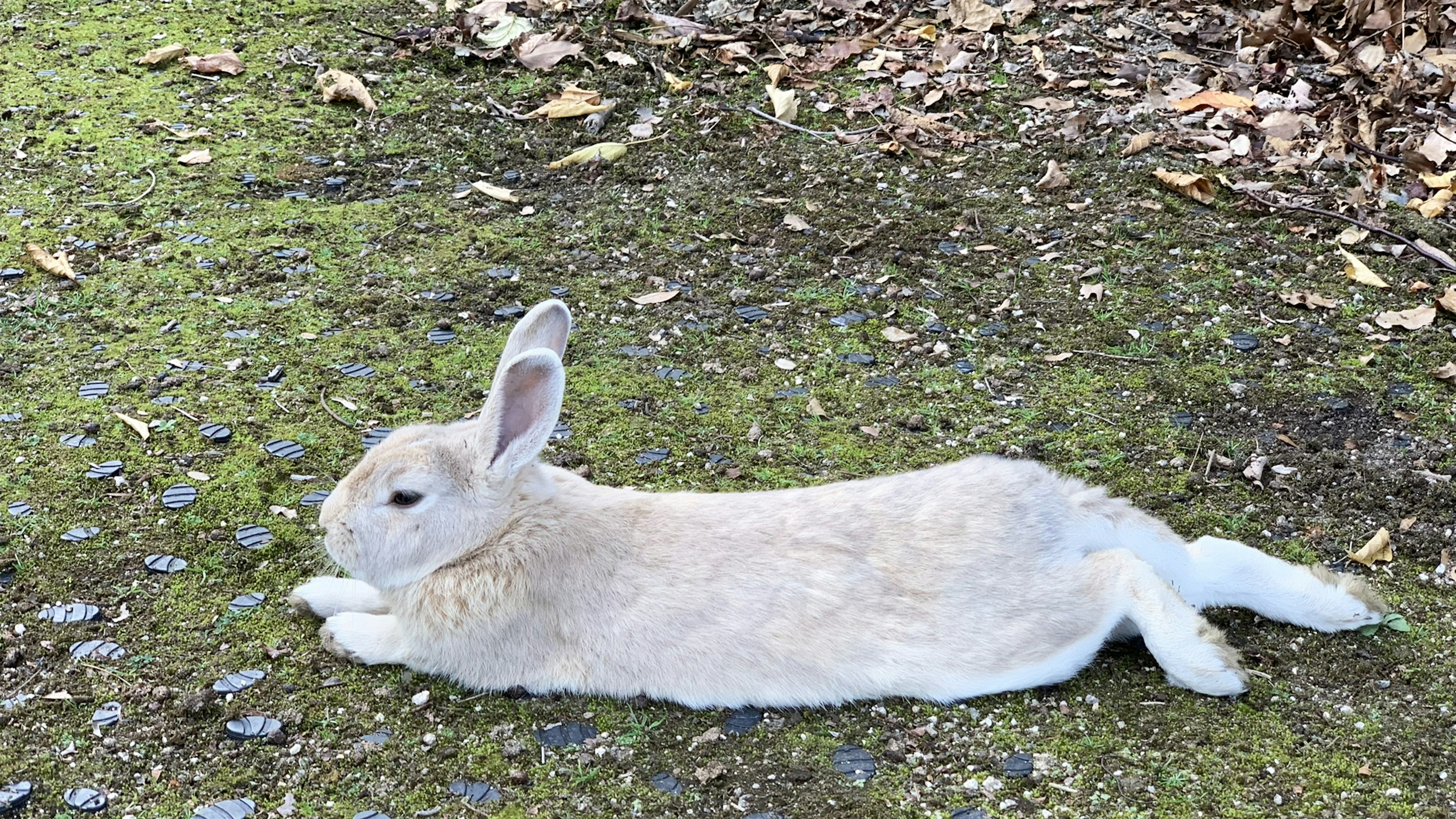 Un conejo gris tumbado en el suelo