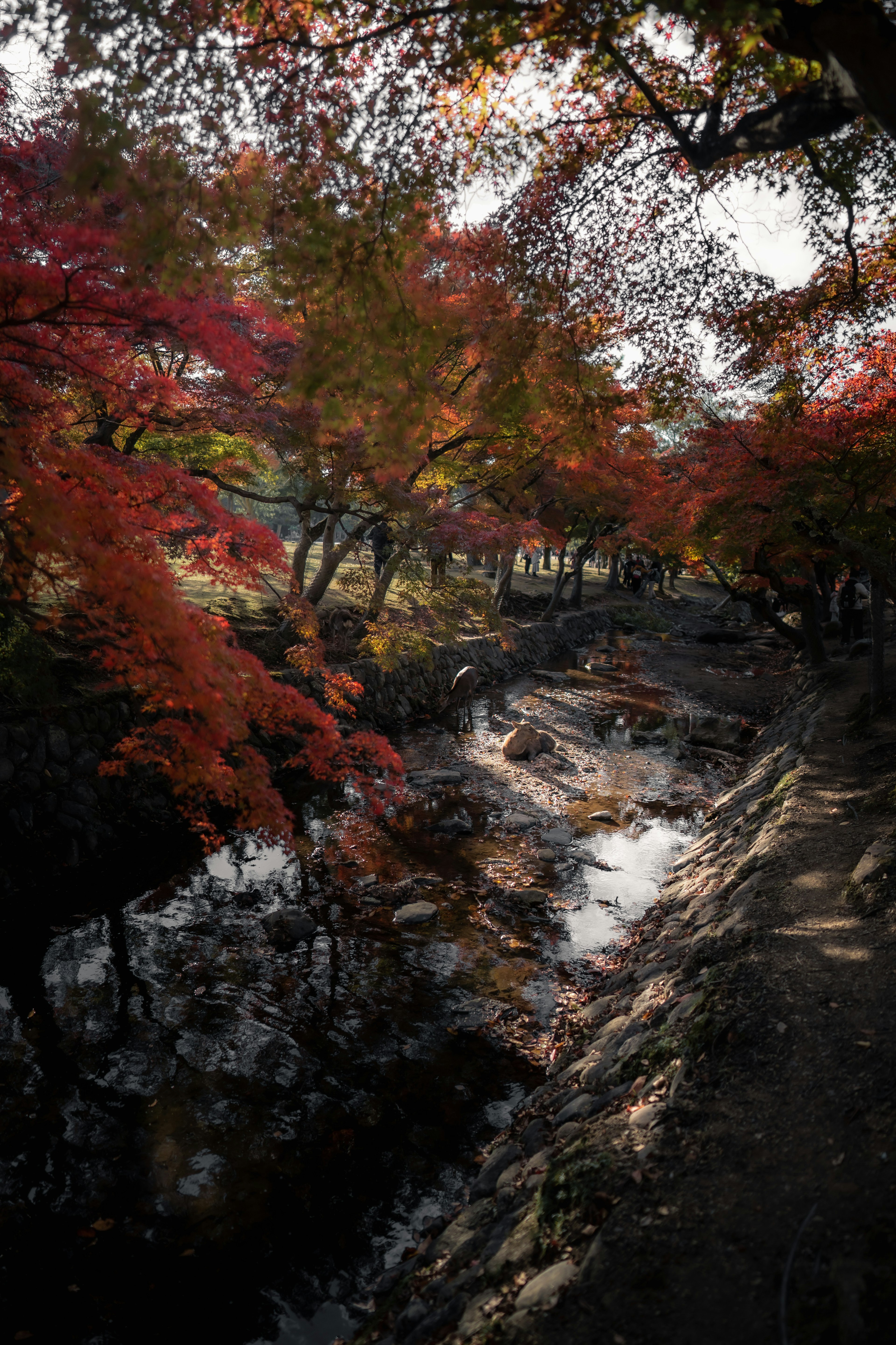 Scenic view of vibrant autumn foliage and a flowing stream