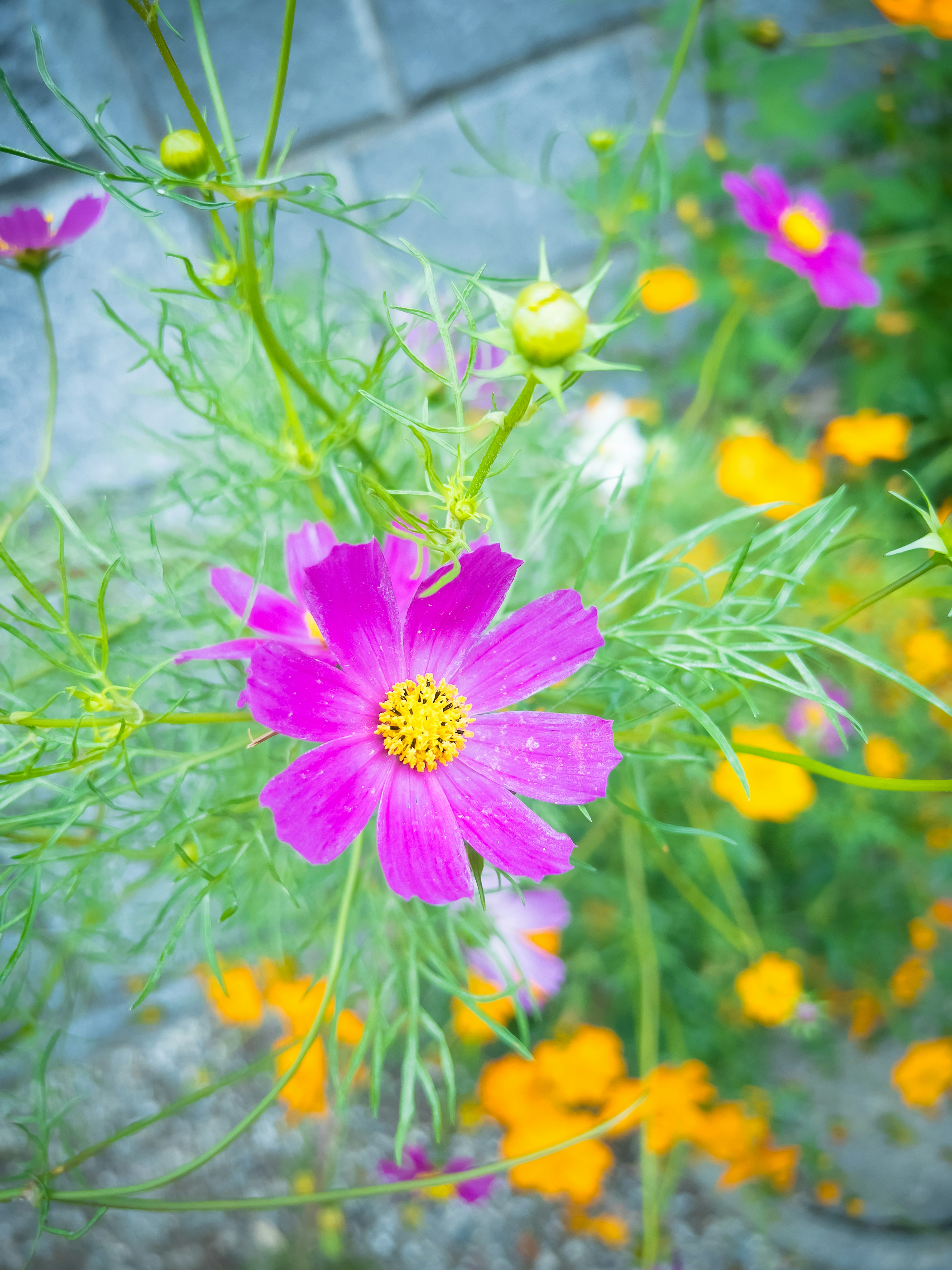 鮮やかな紫色の花とオレンジ色の花が咲いている庭の風景