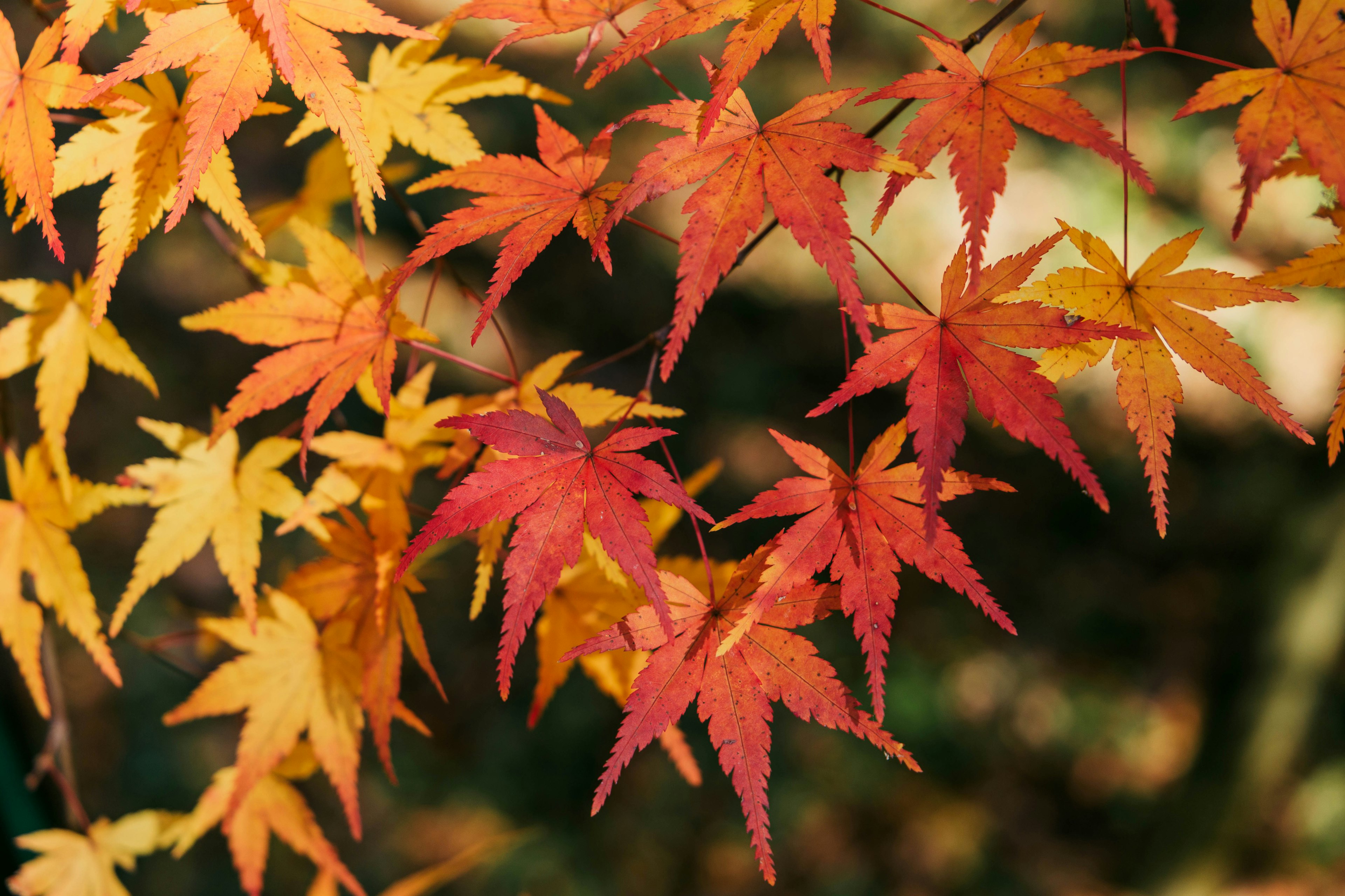 Daun maple cerah dalam nuansa merah dan oranye