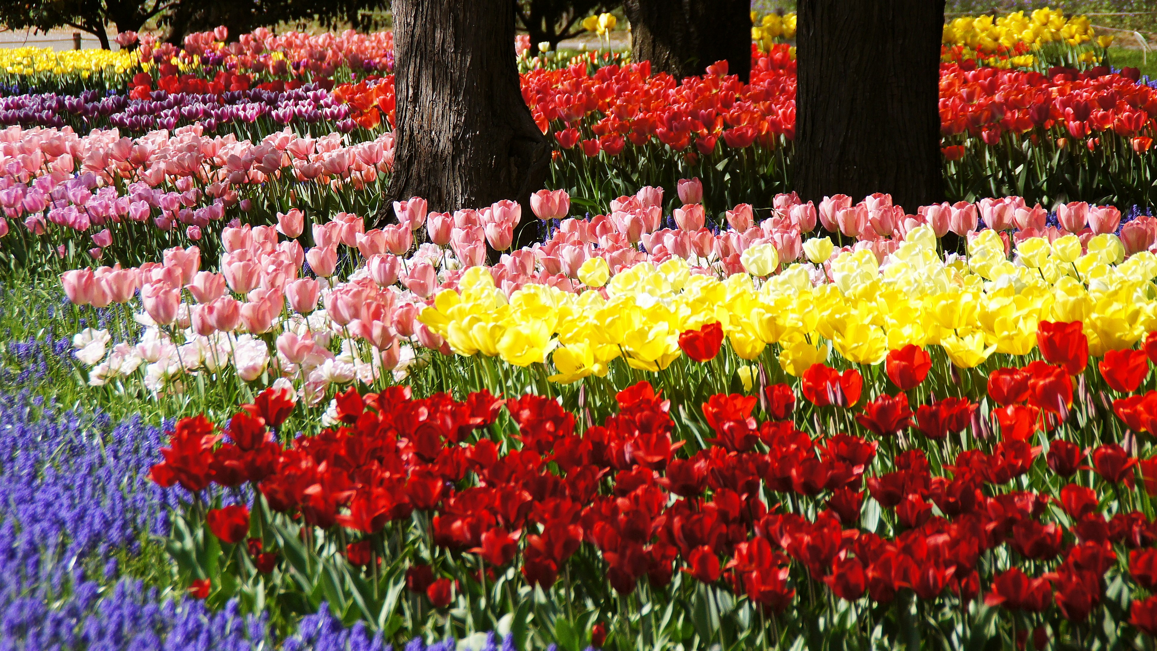 Sebuah taman yang penuh warna-warni bunga tulip yang sedang mekar