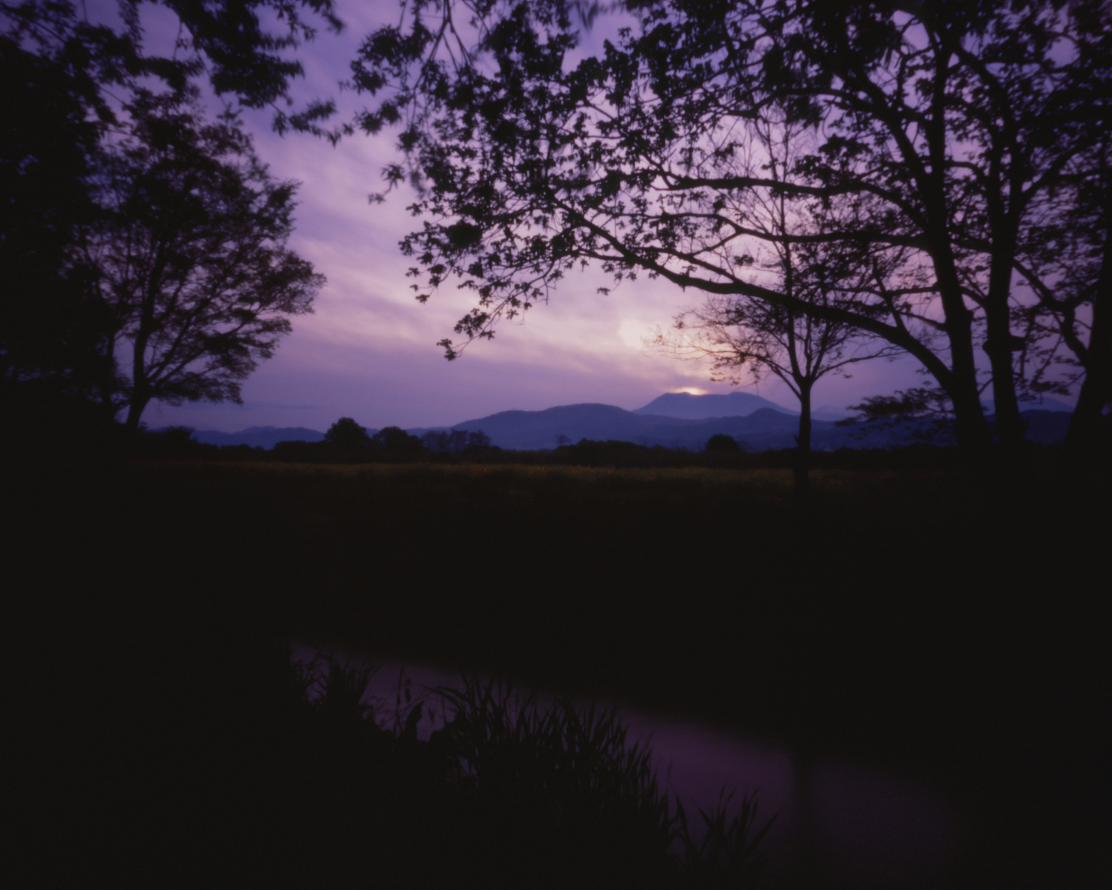 黃昏場景，紫色天空和山脈透過樹木可見