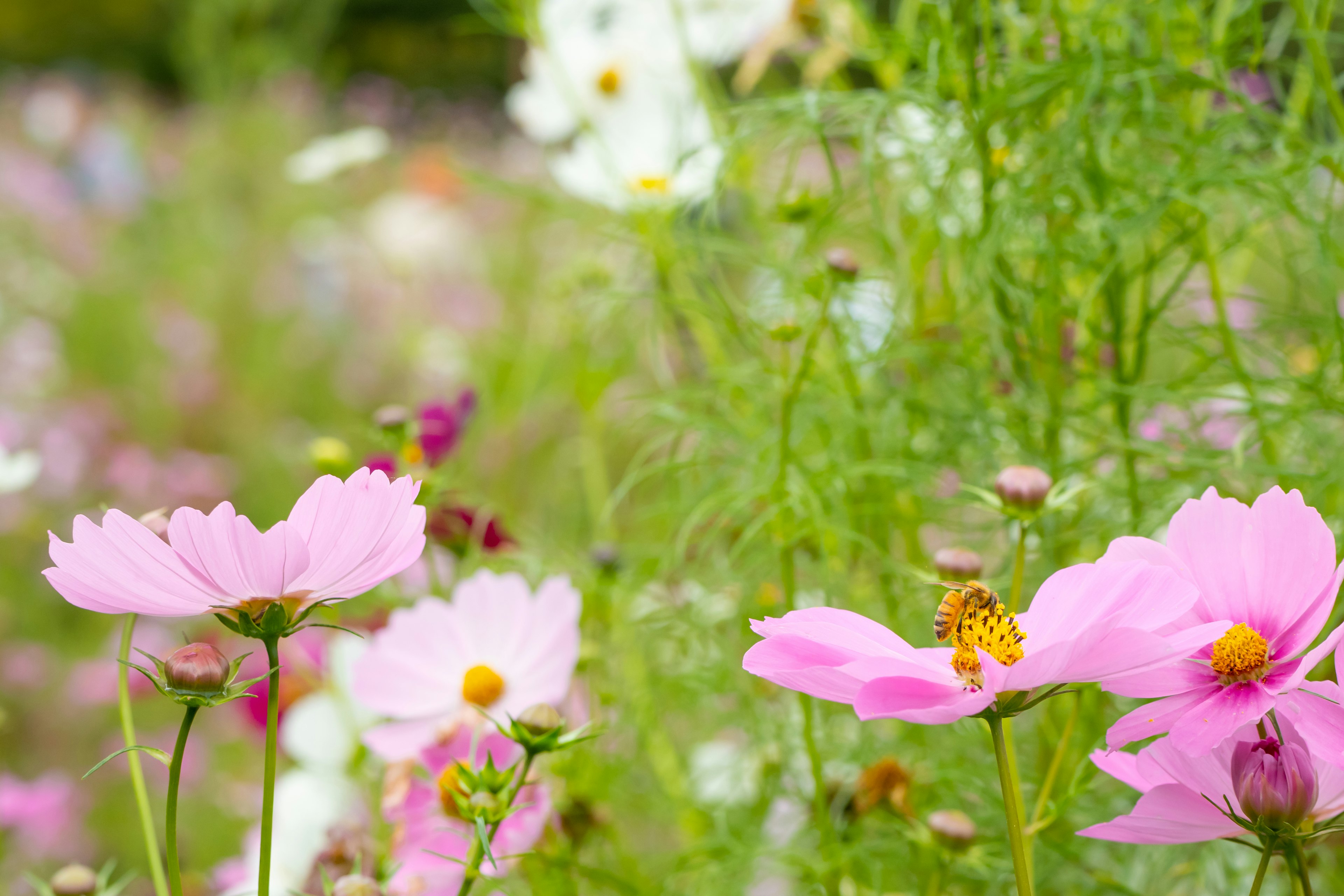 A vibrant garden featuring pink cosmos flowers and a bee