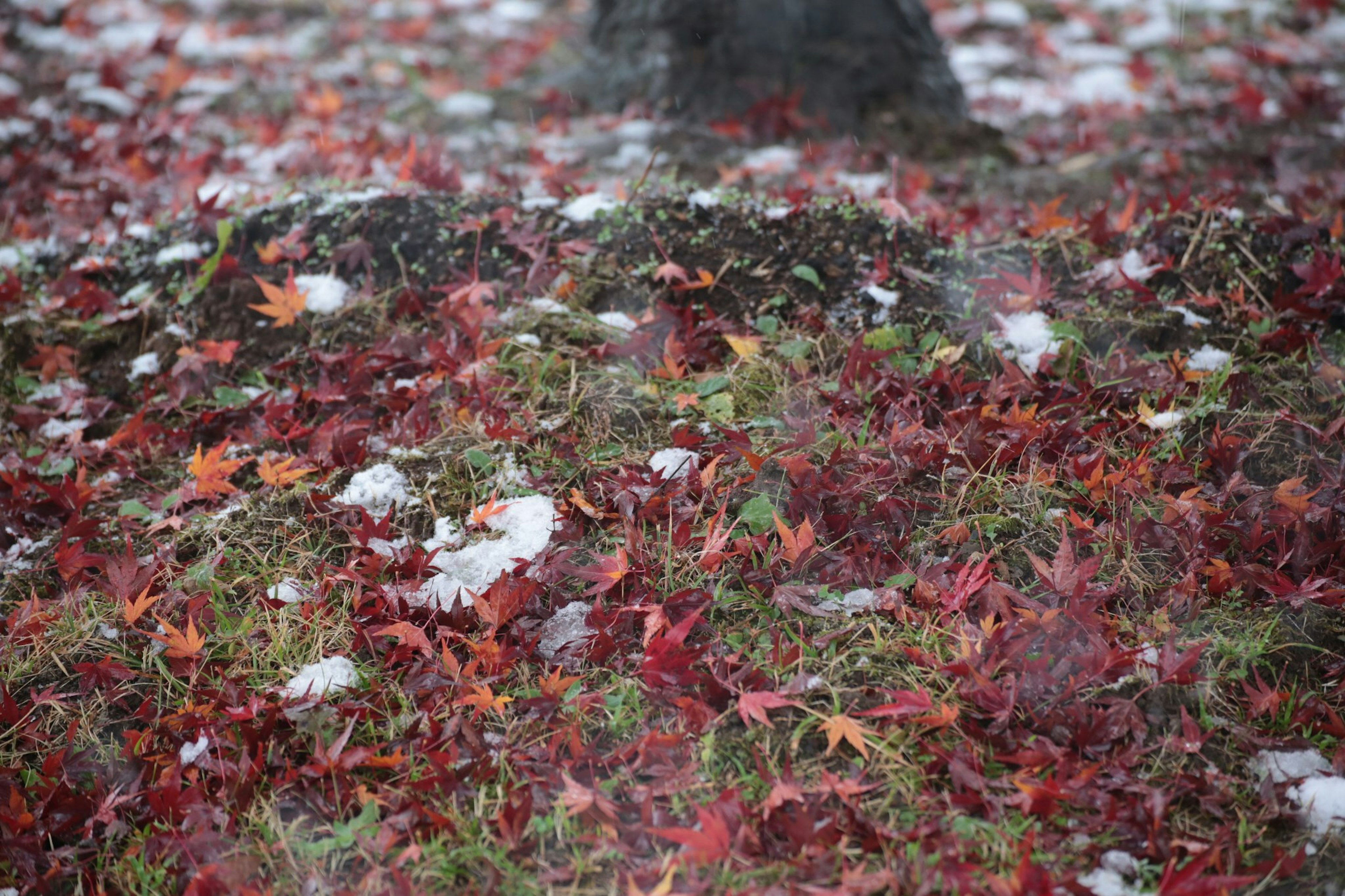 地面覆盖着红色和黄色的落叶，旁边有白色雪块