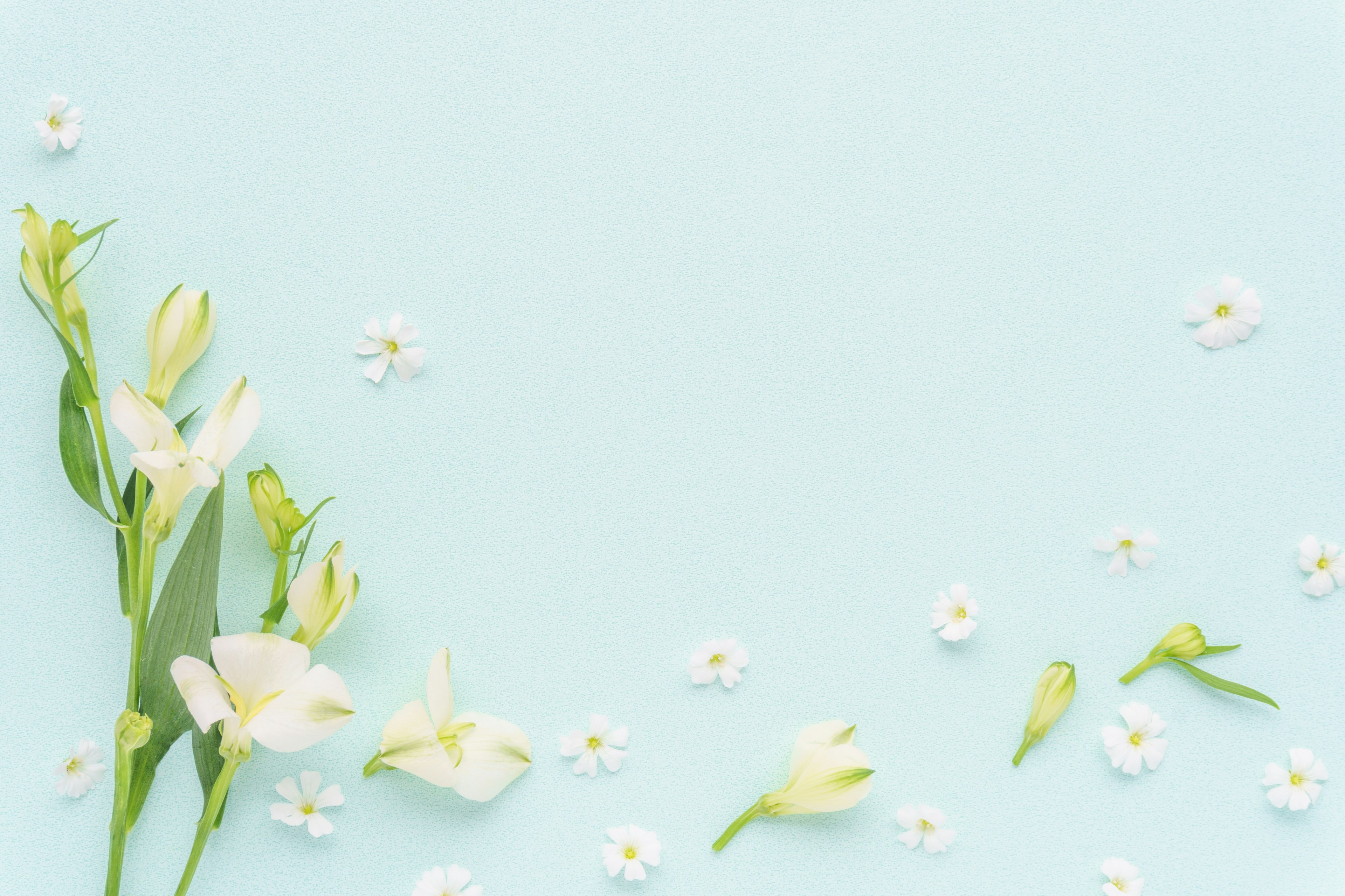 Hermoso arreglo de flores blancas y pétalos esparcidos sobre un fondo azul claro