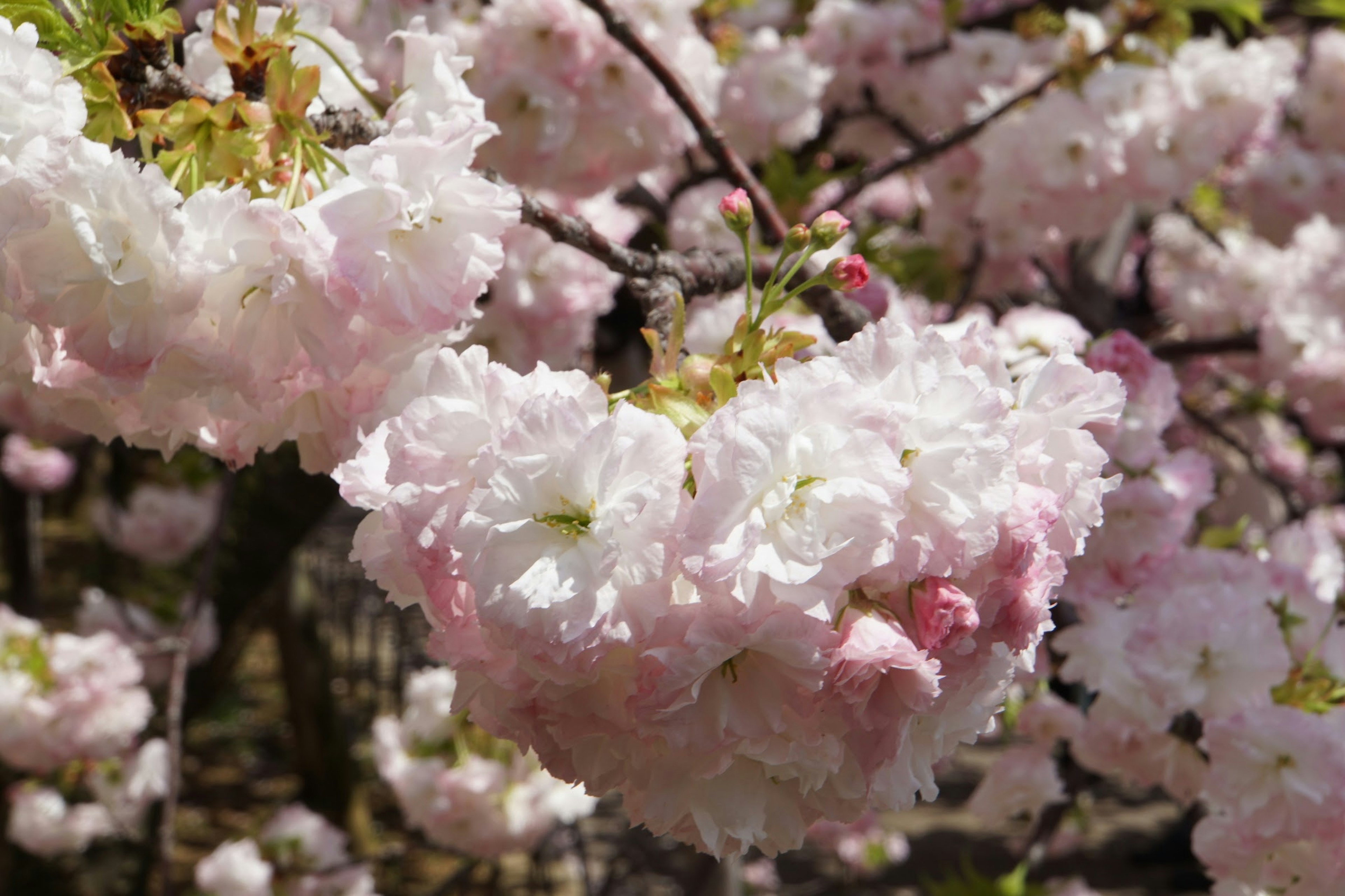 桜の花が咲いている枝のクローズアップ