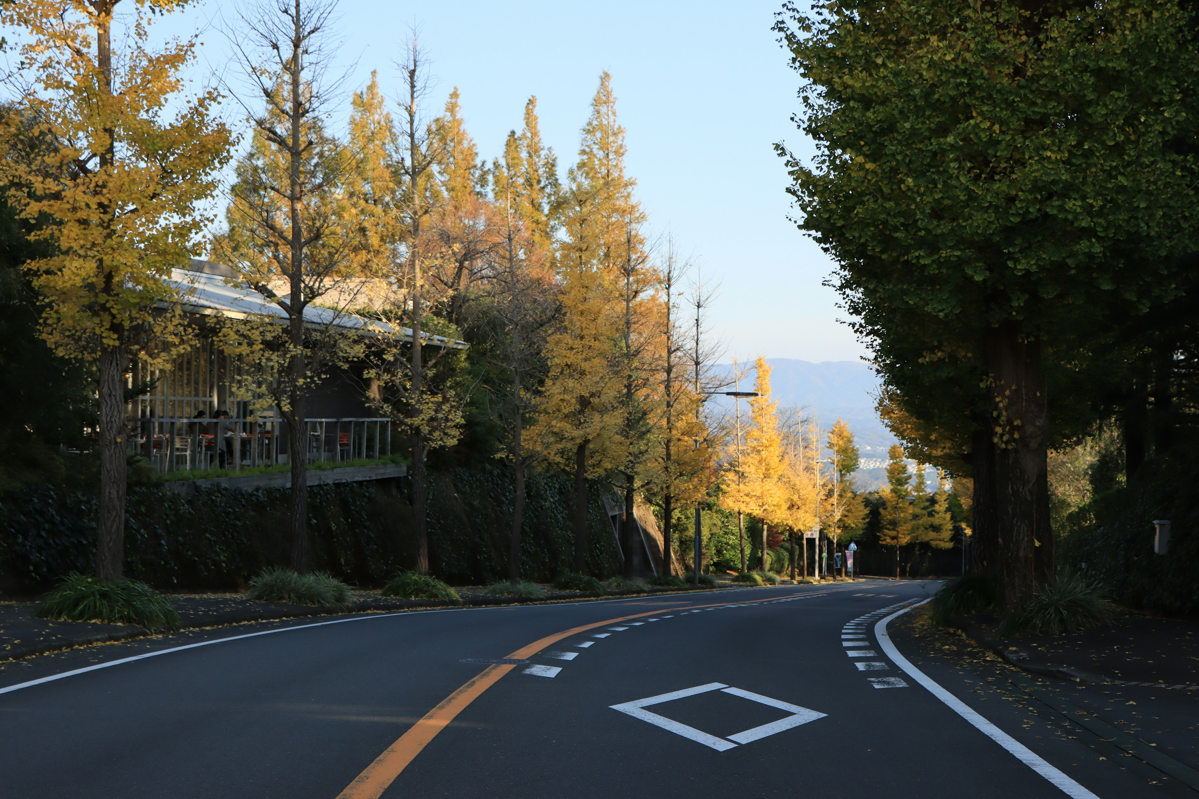 秋の風景のカーブした道路と木々の風景