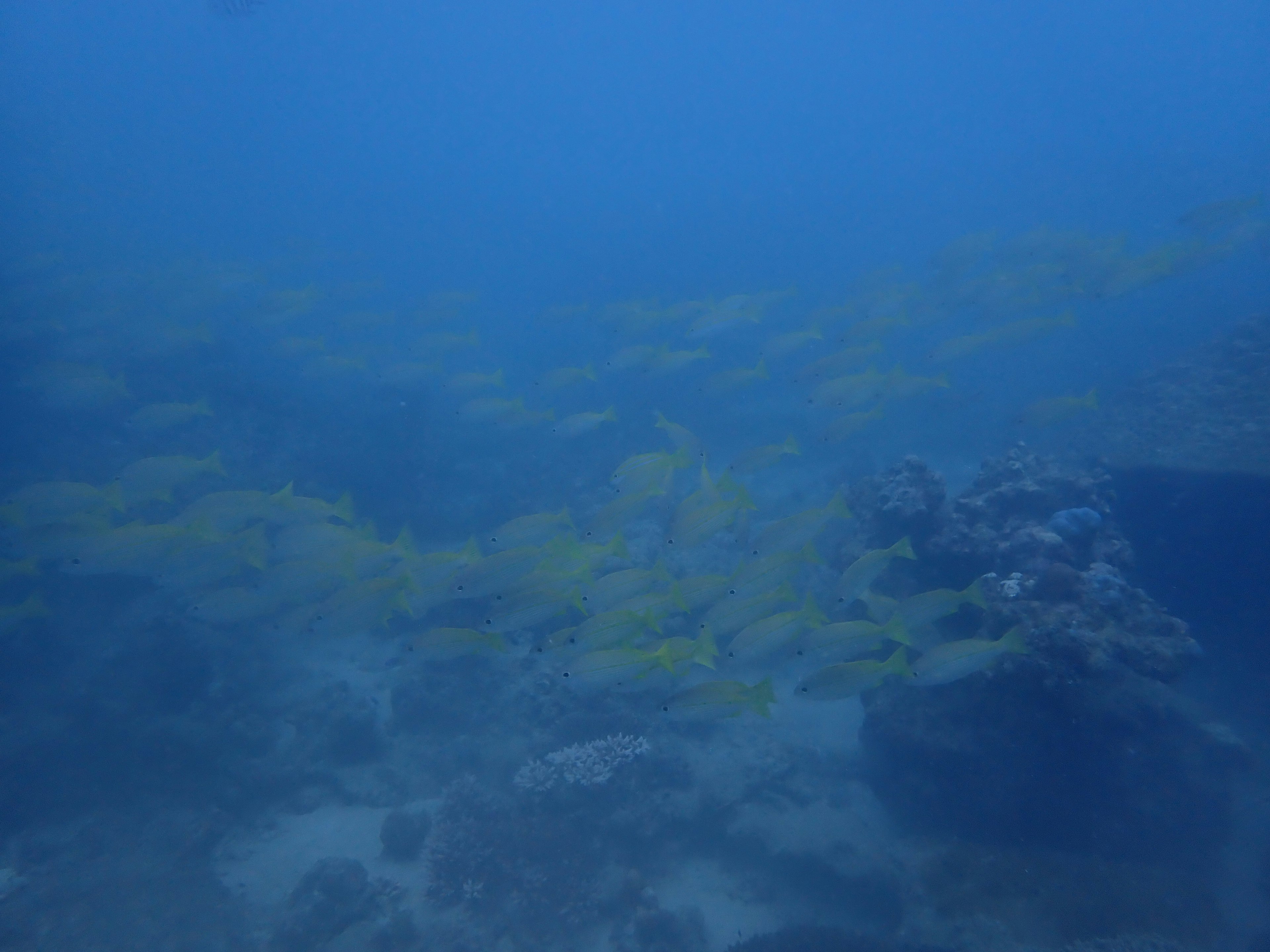 Underwater scene with a school of yellow fish swimming in blue water