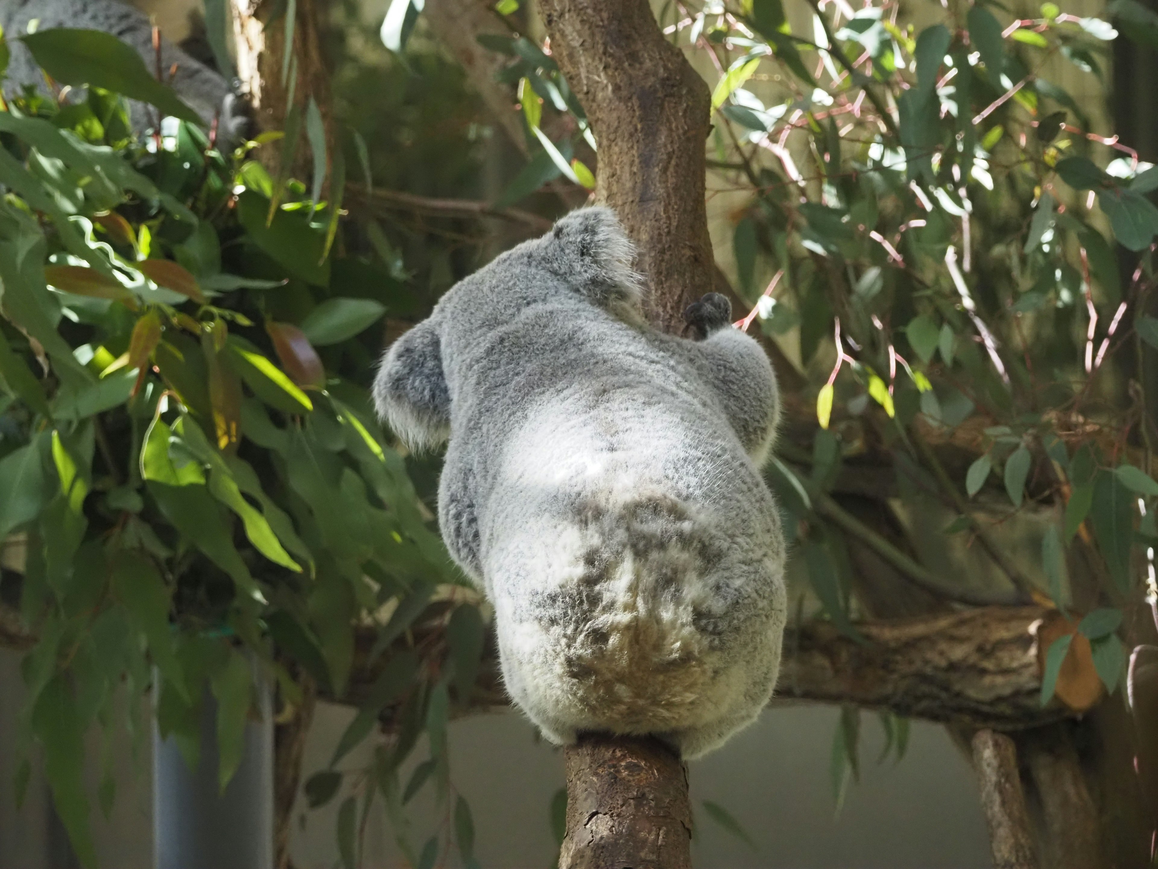 Koala descansando contra un árbol con hojas de eucalipto de fondo