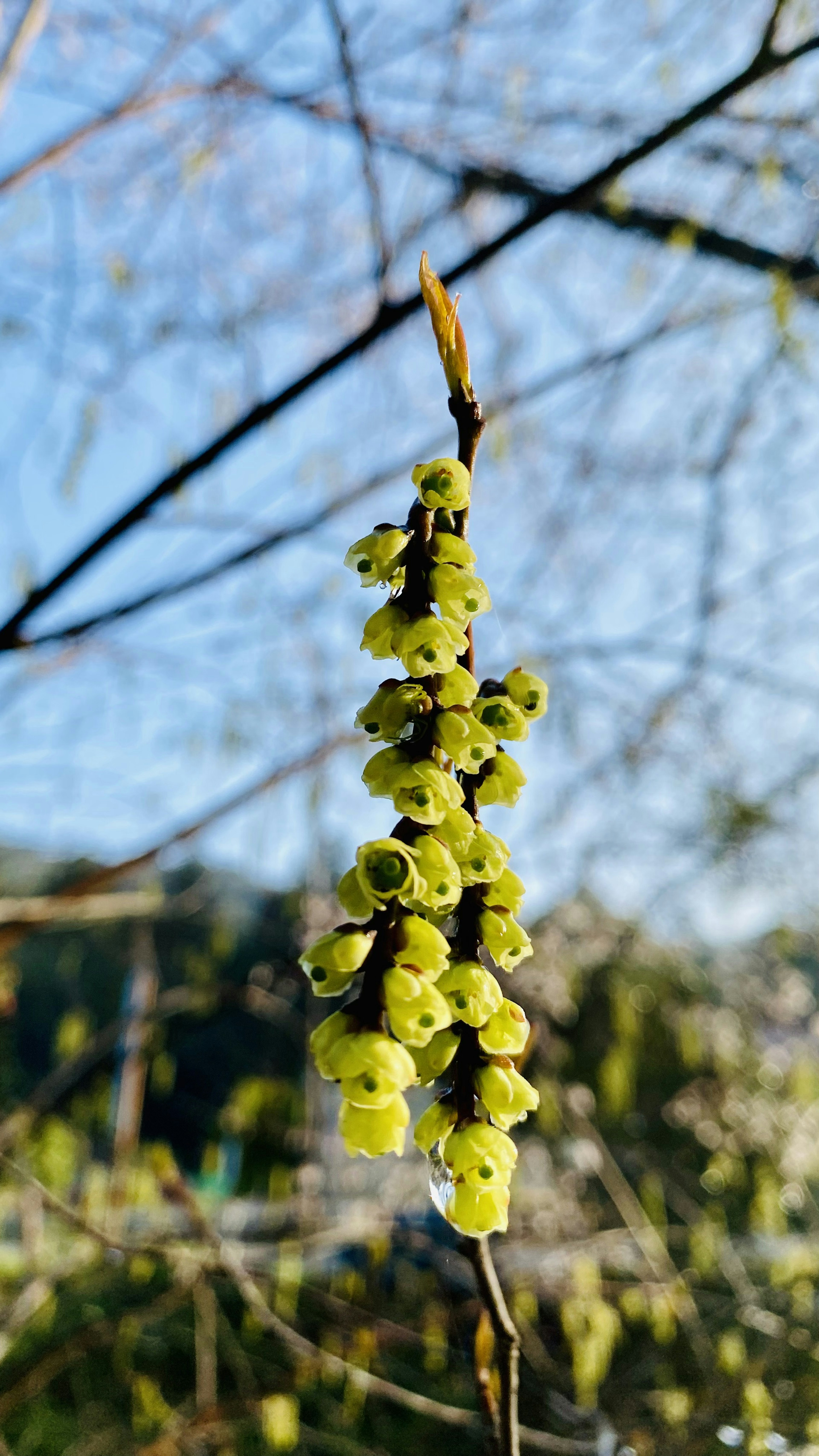 Une branche avec des grappes de fleurs vertes sous un ciel bleu