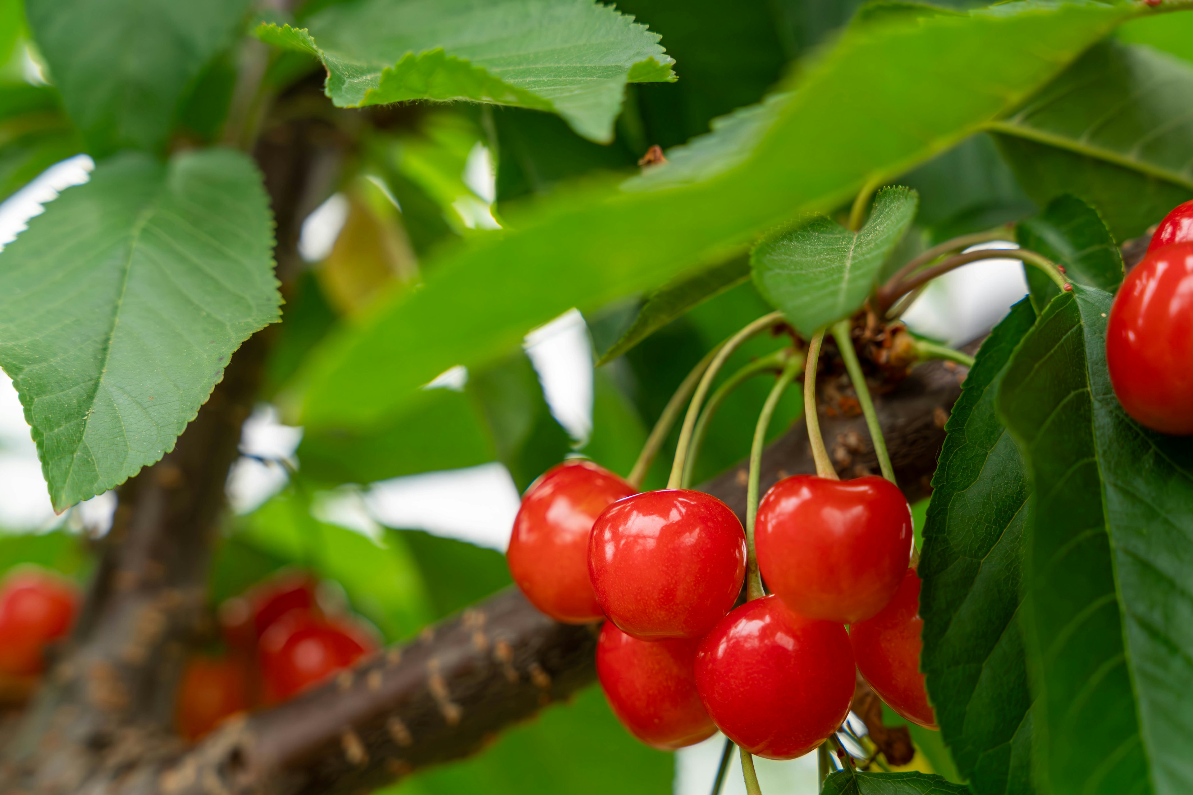 Rote Kirschen hängen zwischen grünen Blättern an einem Baum