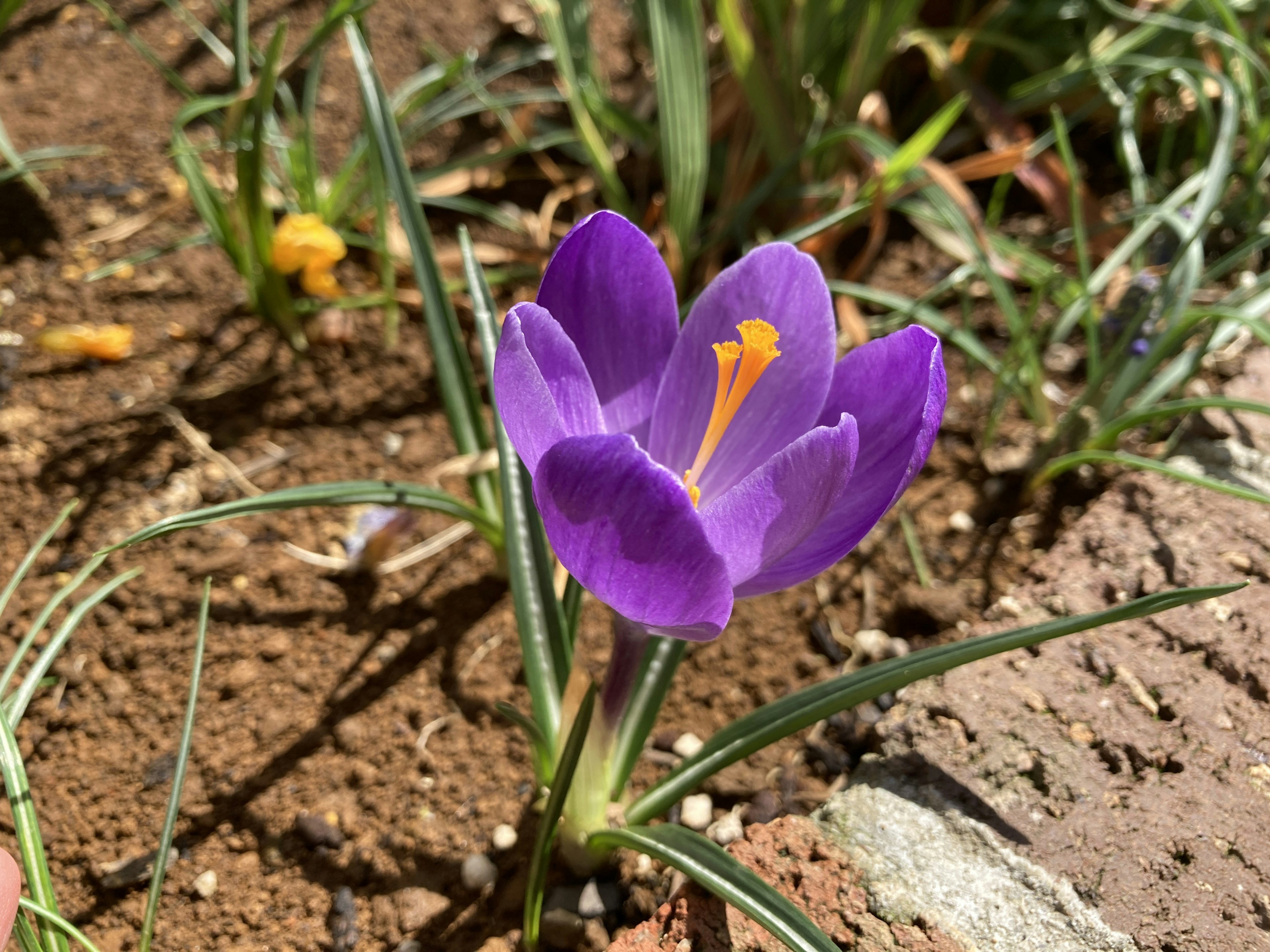 紫色のクロッカスの花が土の中に咲いている