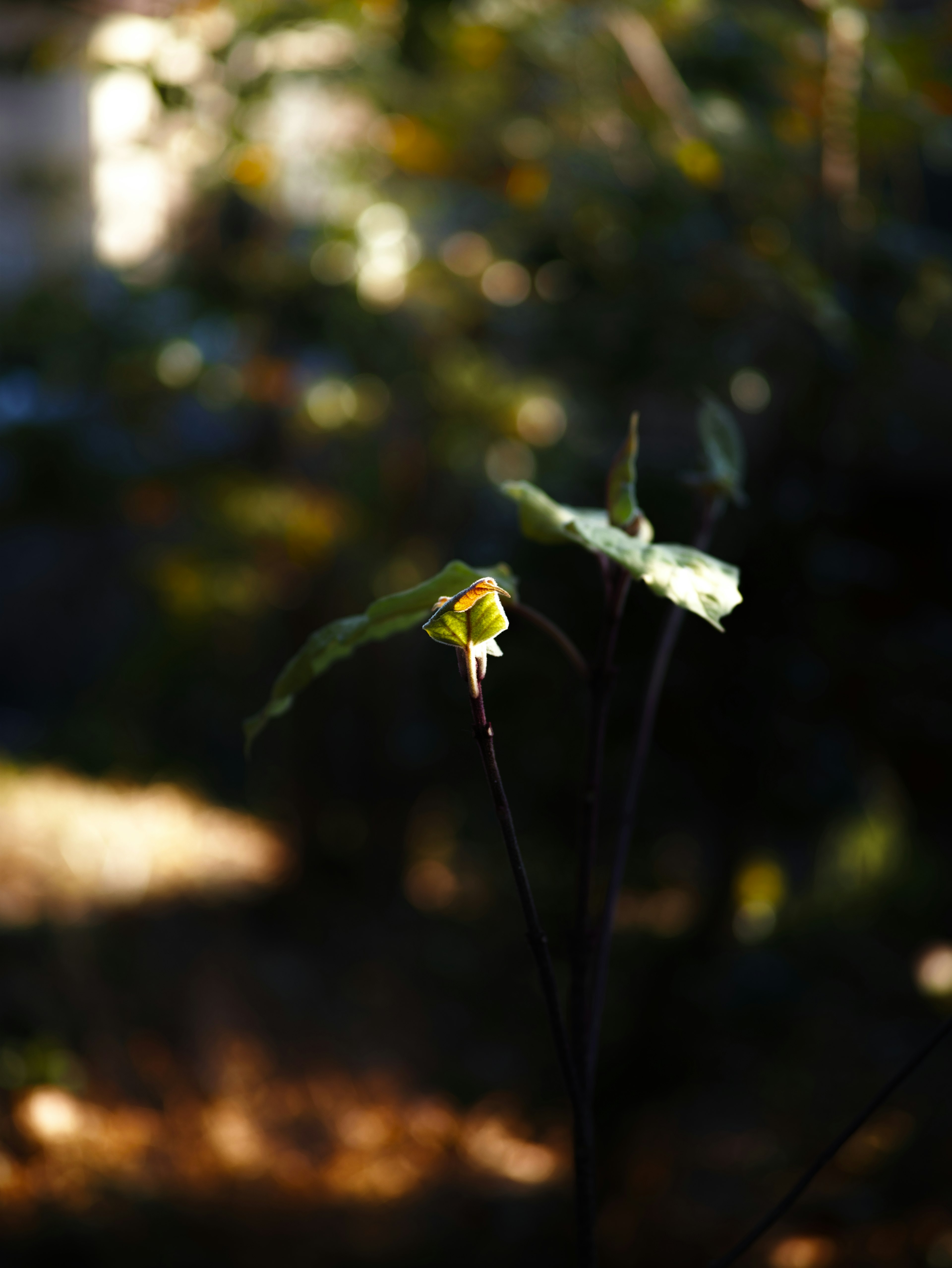 薄暗い背景に新芽が鮮やかに映える植物のクローズアップ