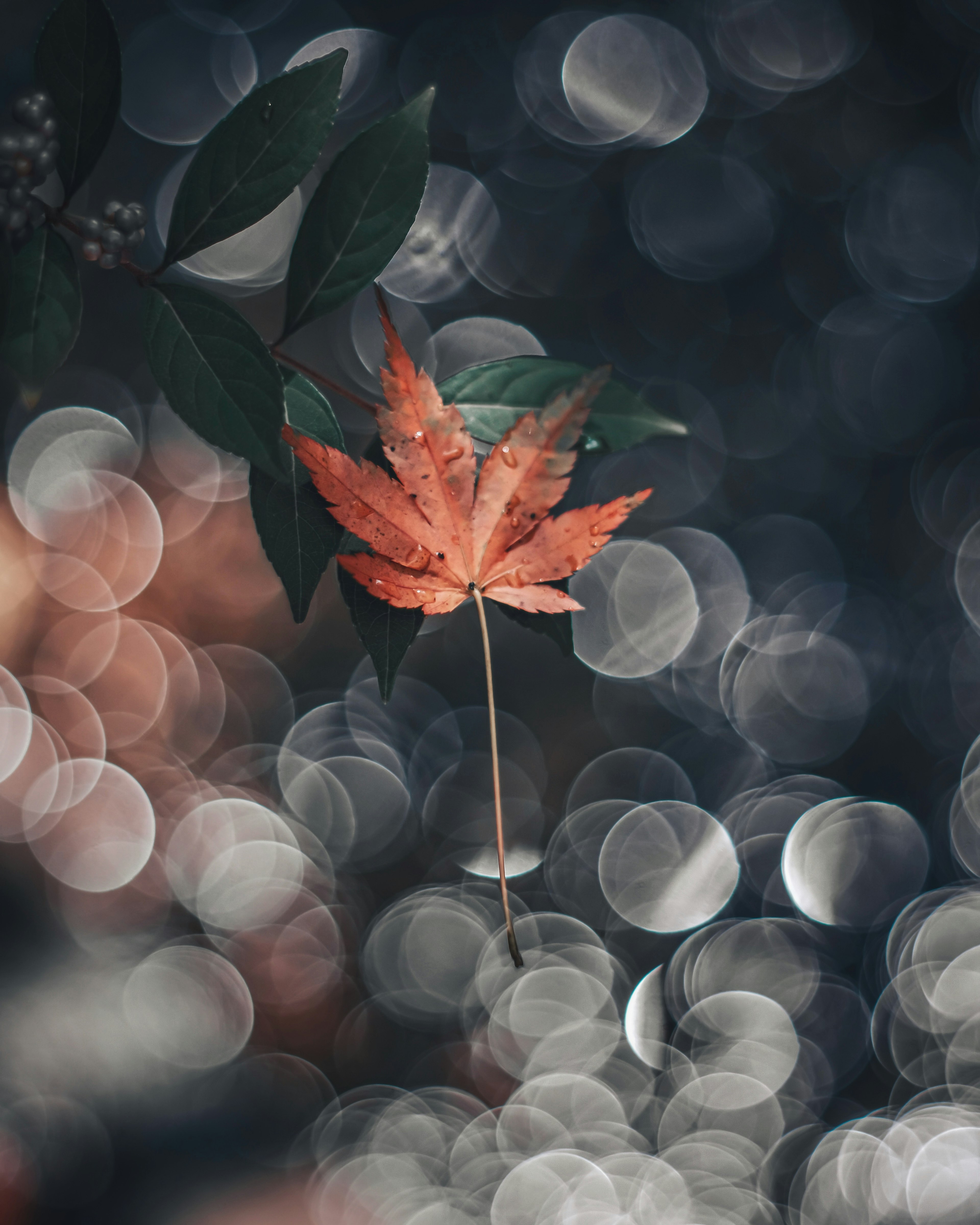 Ein lebendiges rotes Blatt schwebt vor einem verschwommenen Hintergrund mit sanften Bokeh-Lichtern