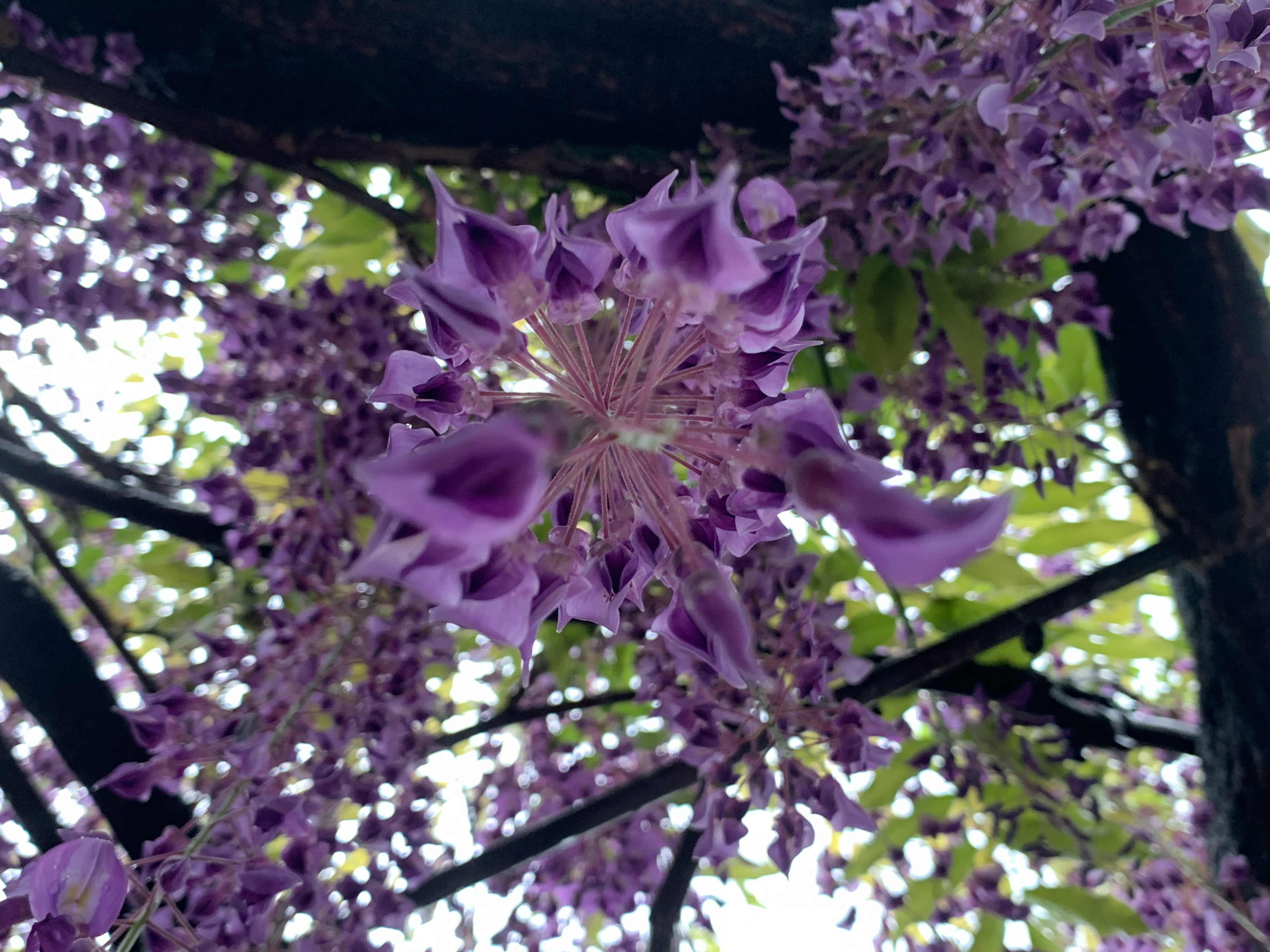 紫色の花が咲いている木の枝のクローズアップ