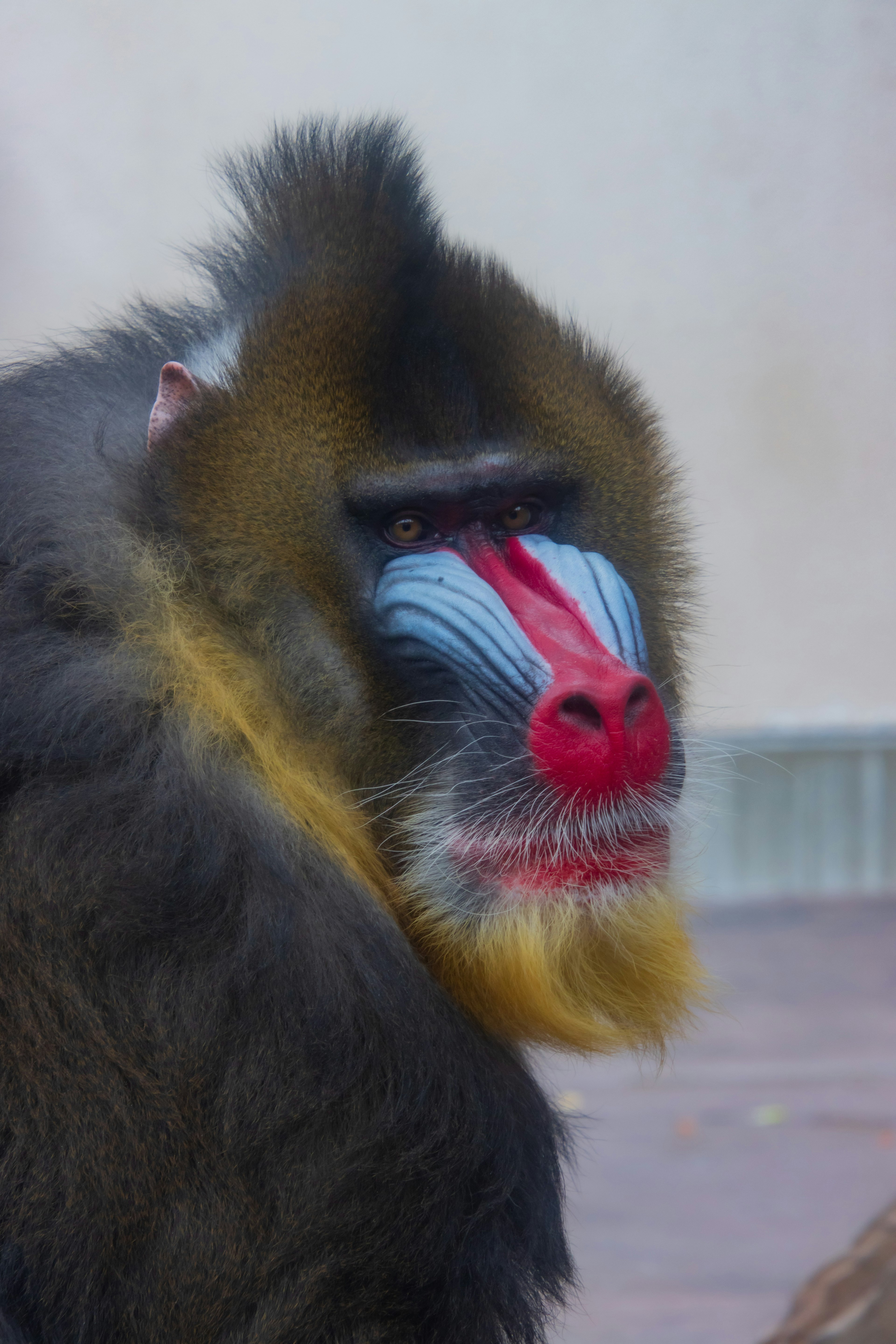 Perfil vibrante de un mandril con características faciales coloridas