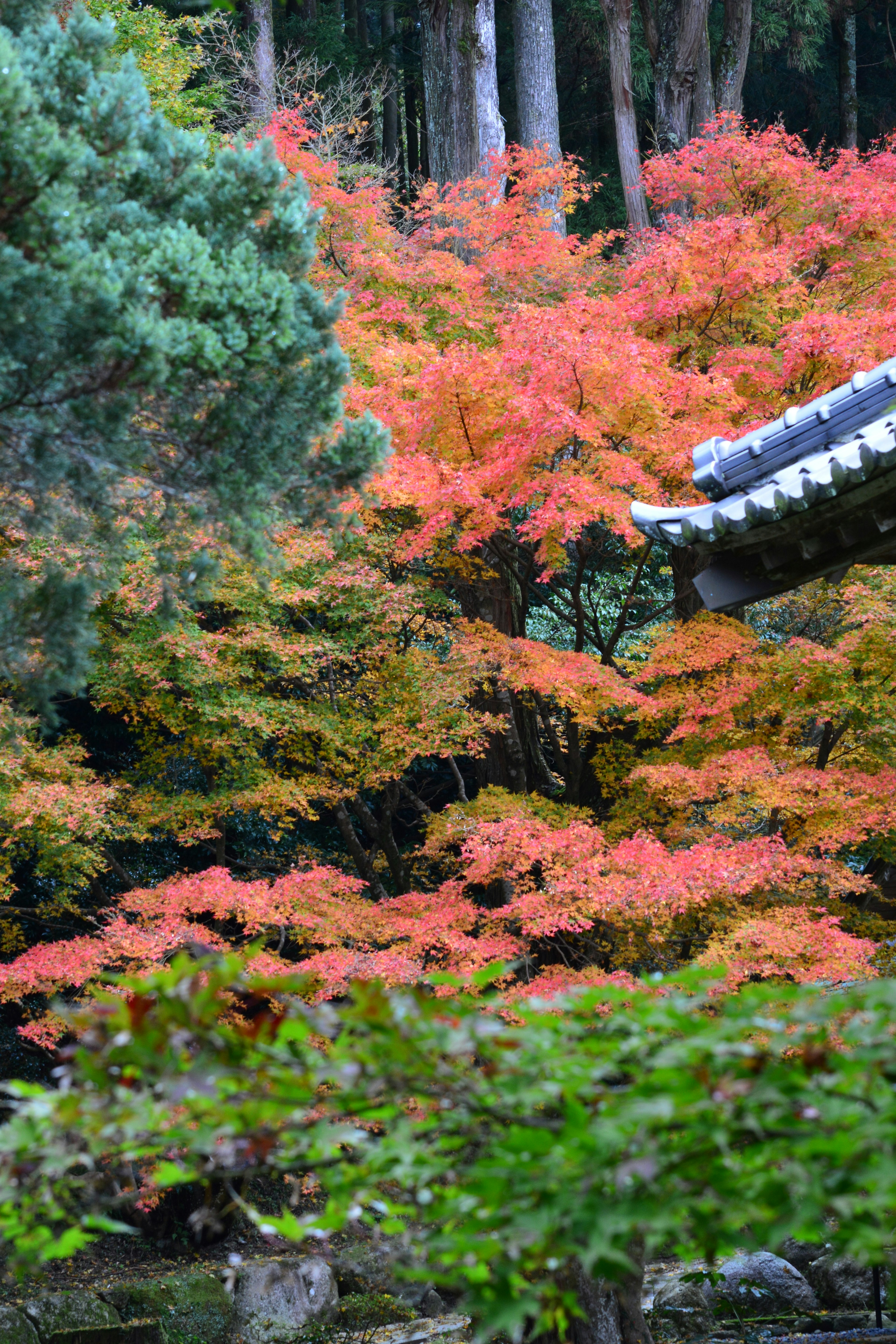 美しい紅葉の木々が並ぶ風景と伝統的な屋根の寺院