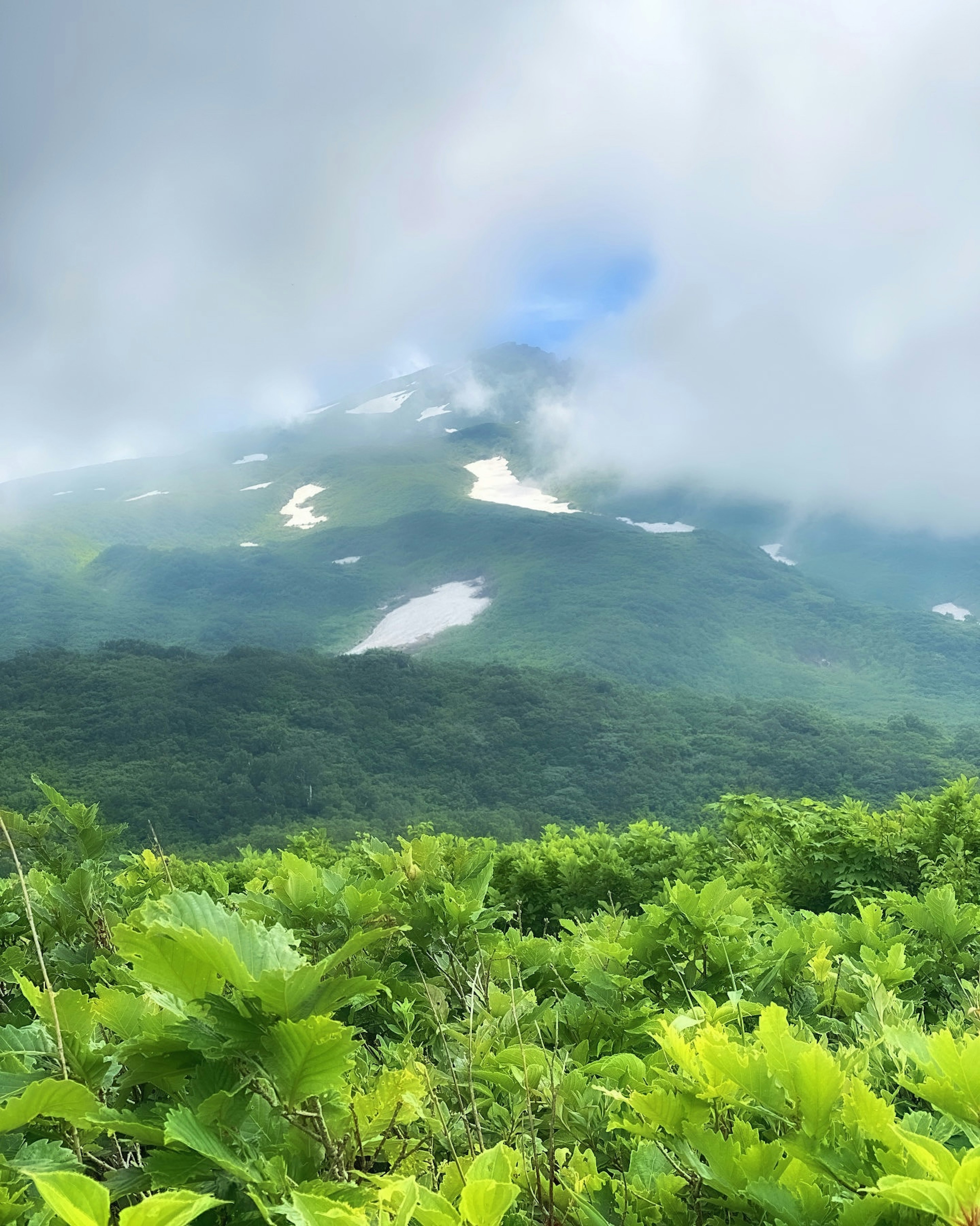 霧に包まれた山と緑豊かな植物の景色