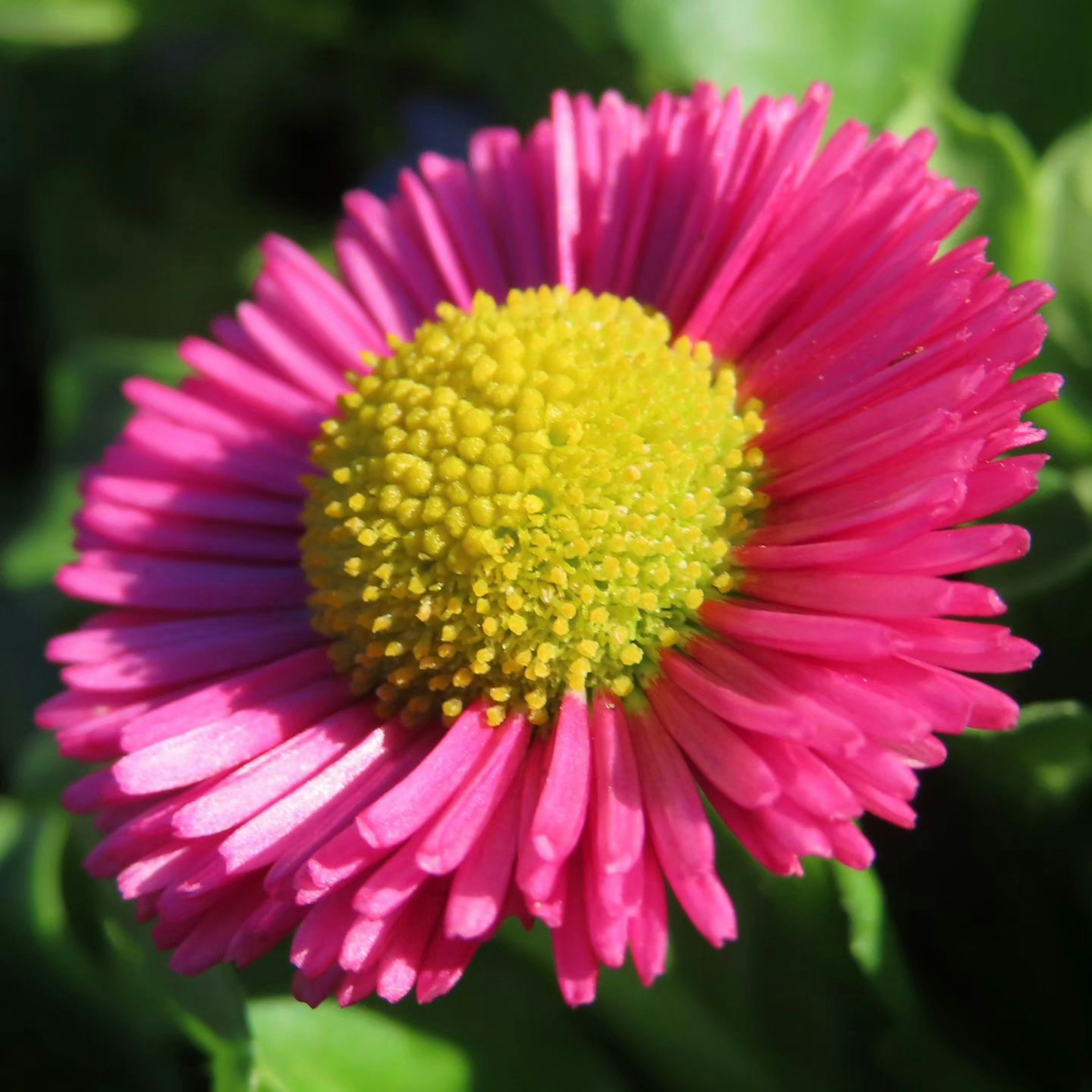 Fleur rose vibrante avec un centre jaune brillant