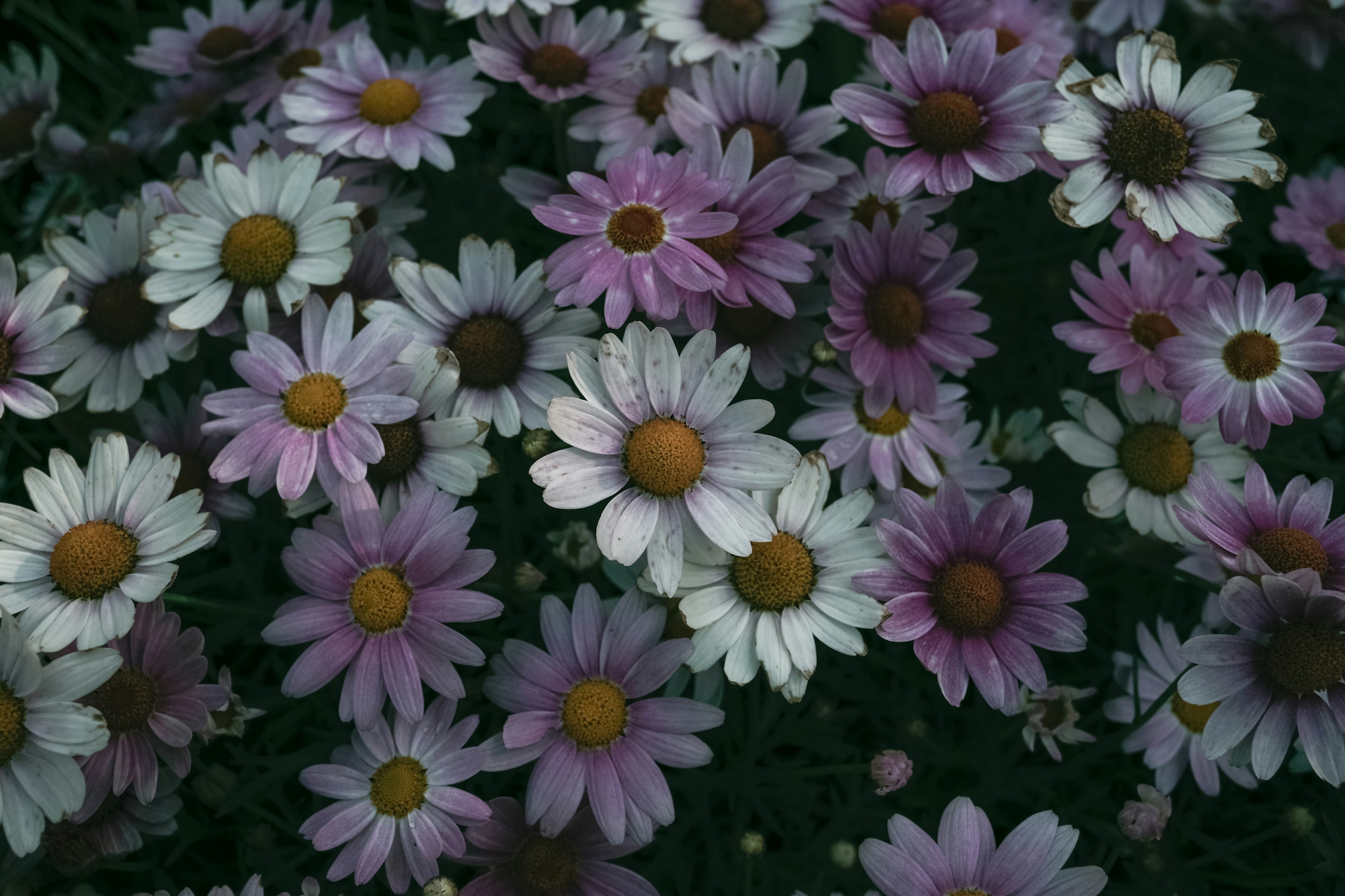 Margherite rosa e bianche che fioriscono in un giardino lussureggiante