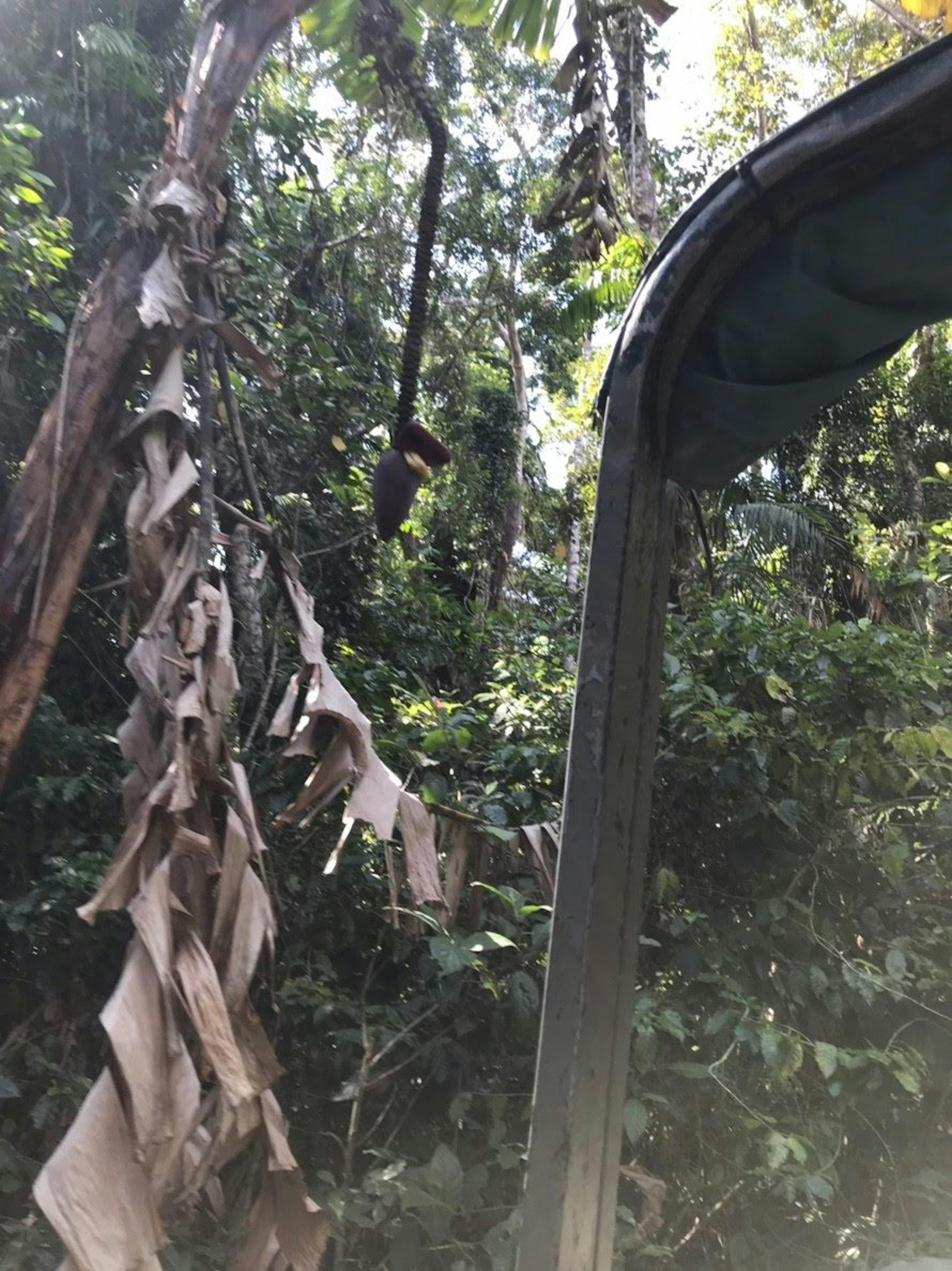 Arbre à bananes avec des feuilles sèches dans une forêt verte luxuriante