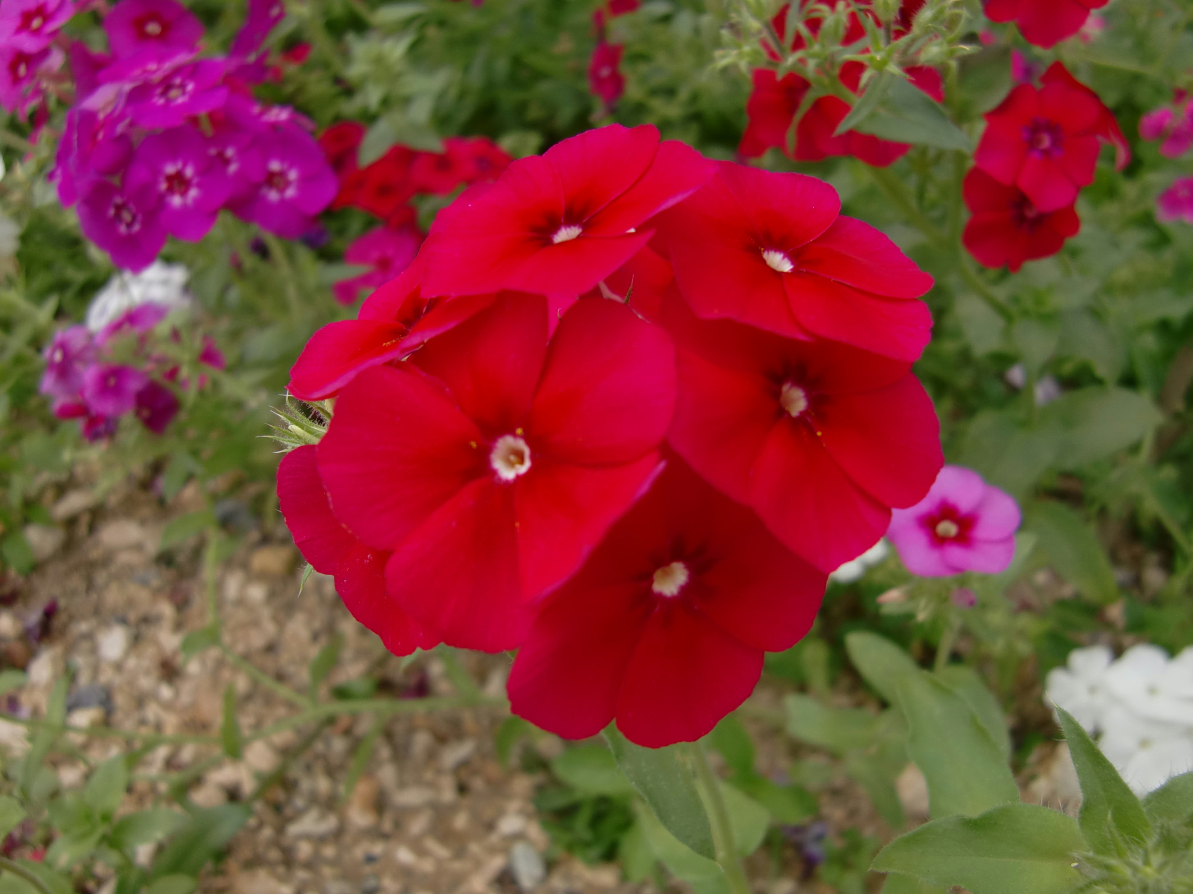 Vibrant red phlox flowers blooming