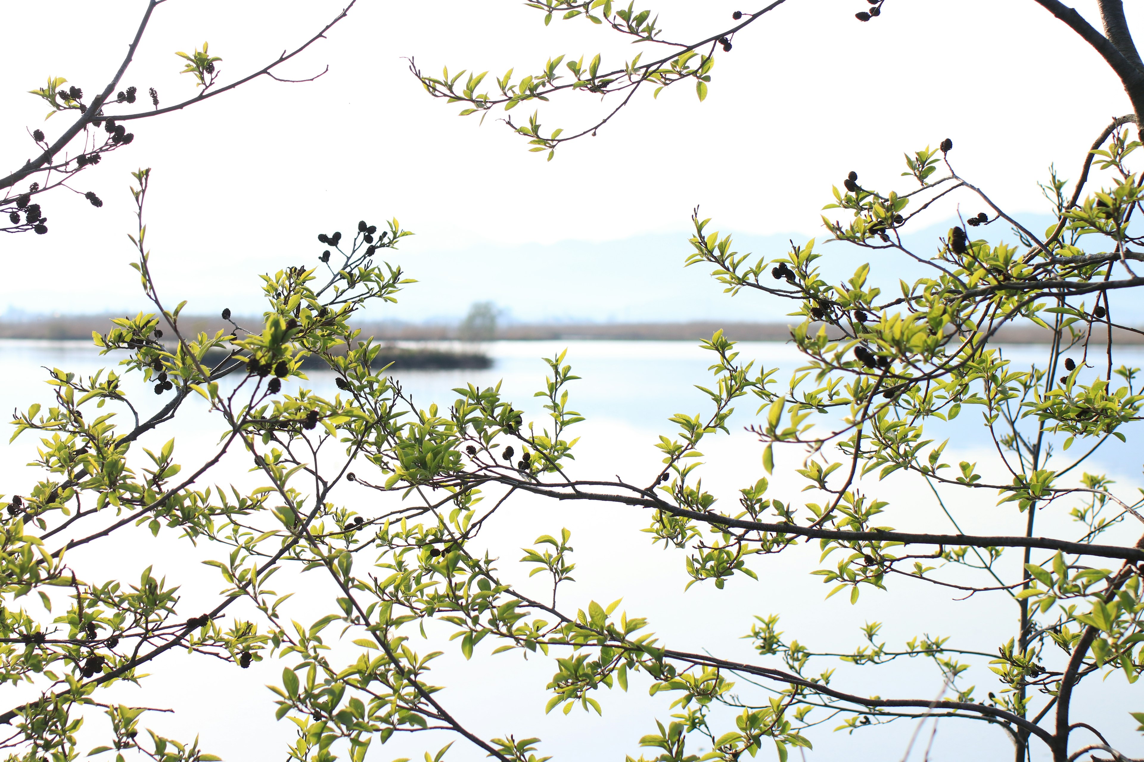 Verdure printanière avec de petites baies noires encadrant une surface d'eau sereine