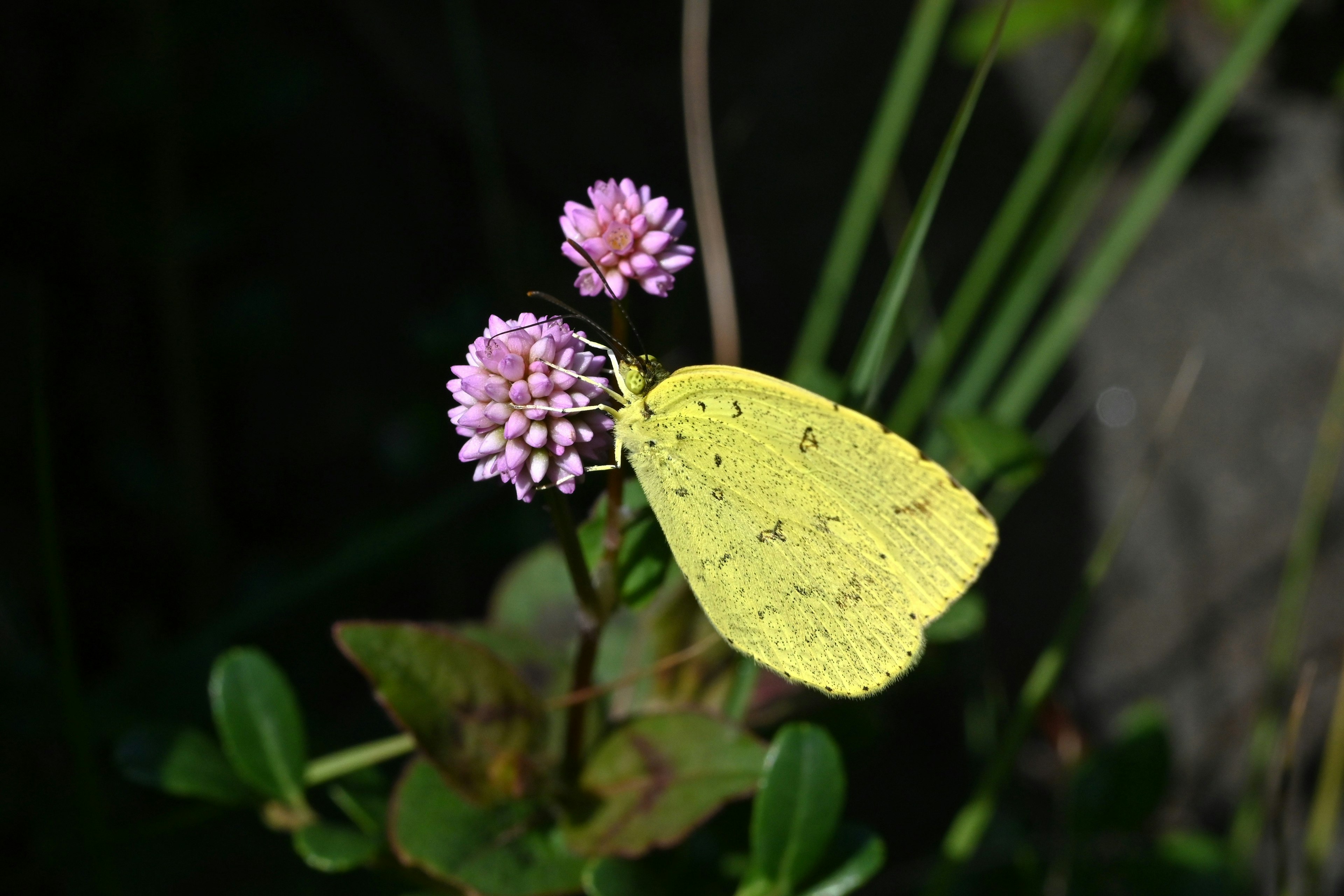 Un papillon jaune se posant sur une fleur rose