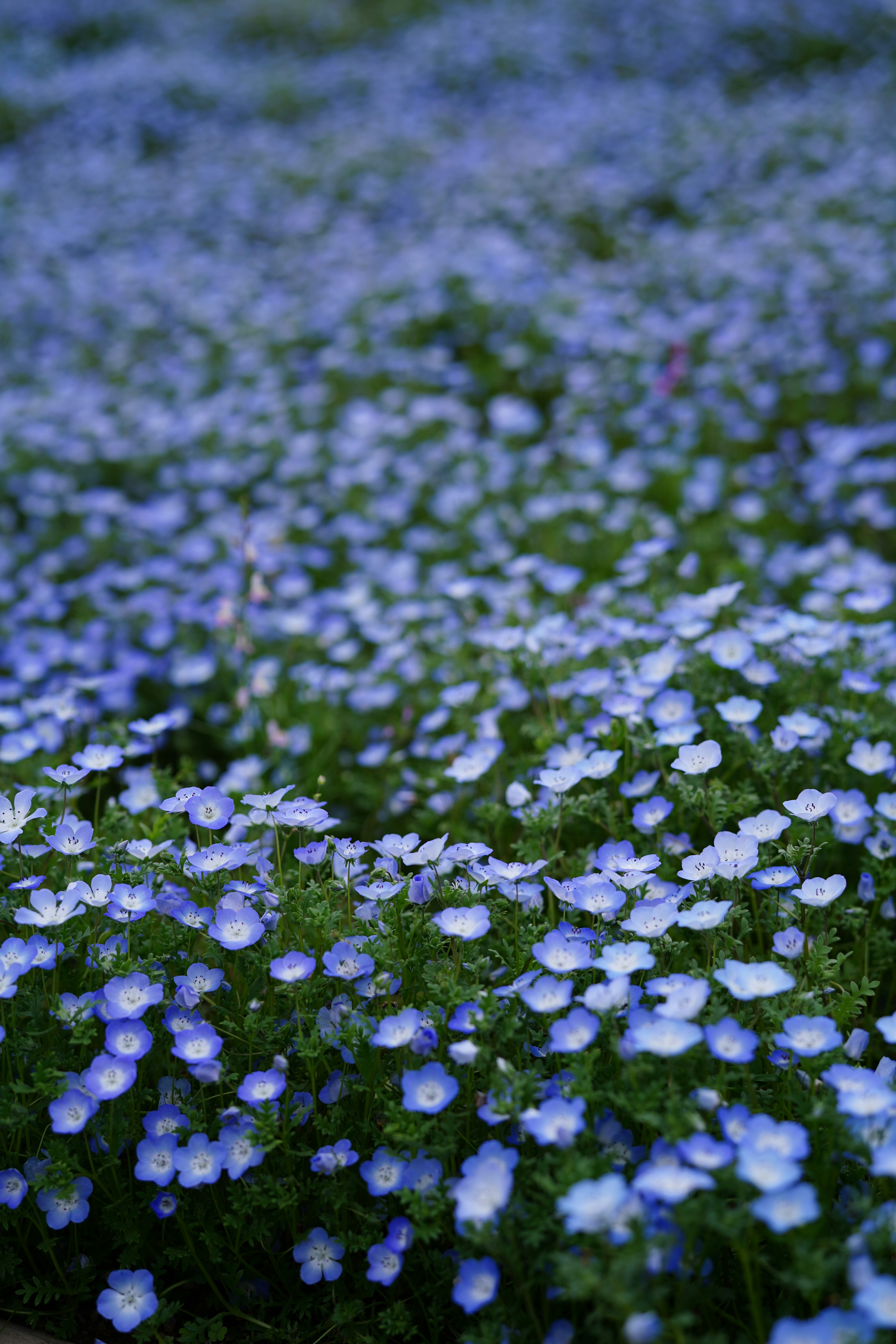 青い花が広がる美しい風景