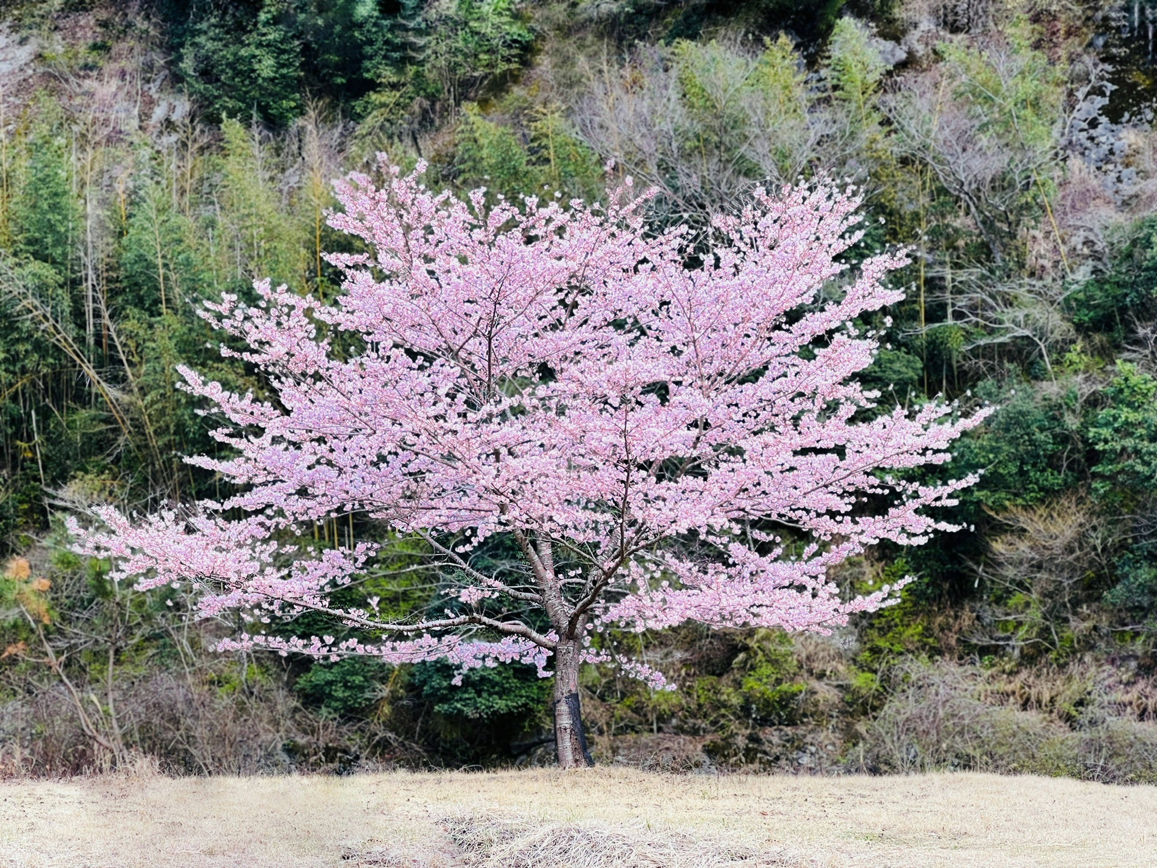 Pohon sakura yang indah mekar