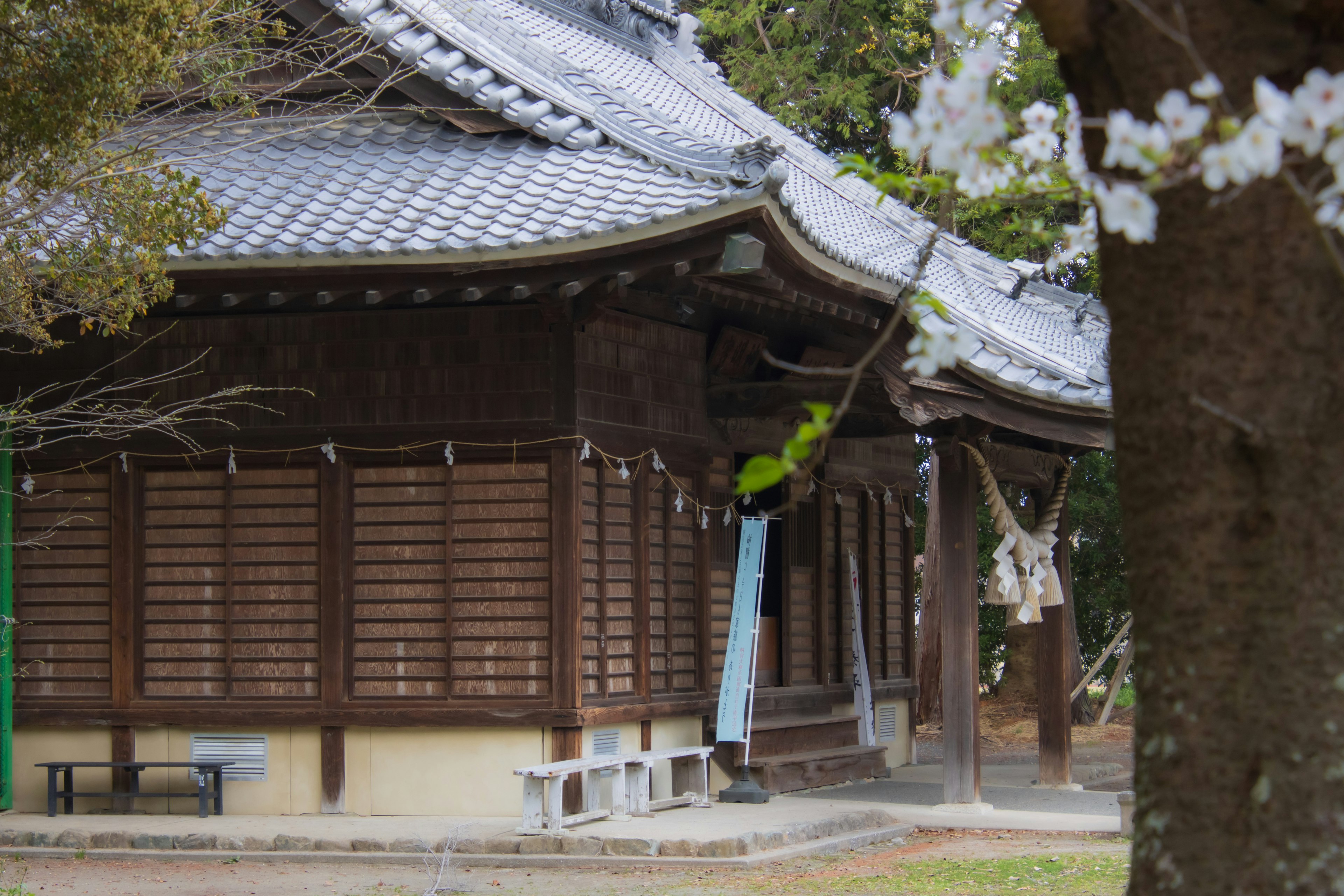 Traditionelles japanisches Gebäude mit Kirschblüten im Vordergrund