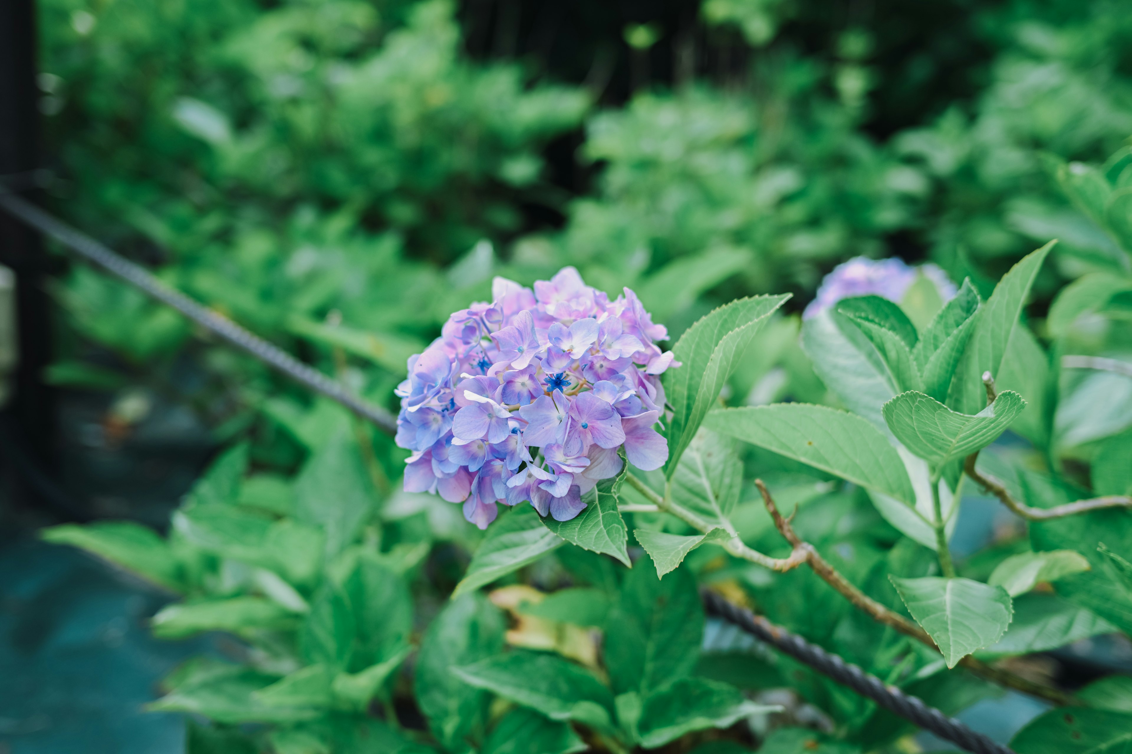 Flor de hortensia púrpura rodeada de hojas verdes