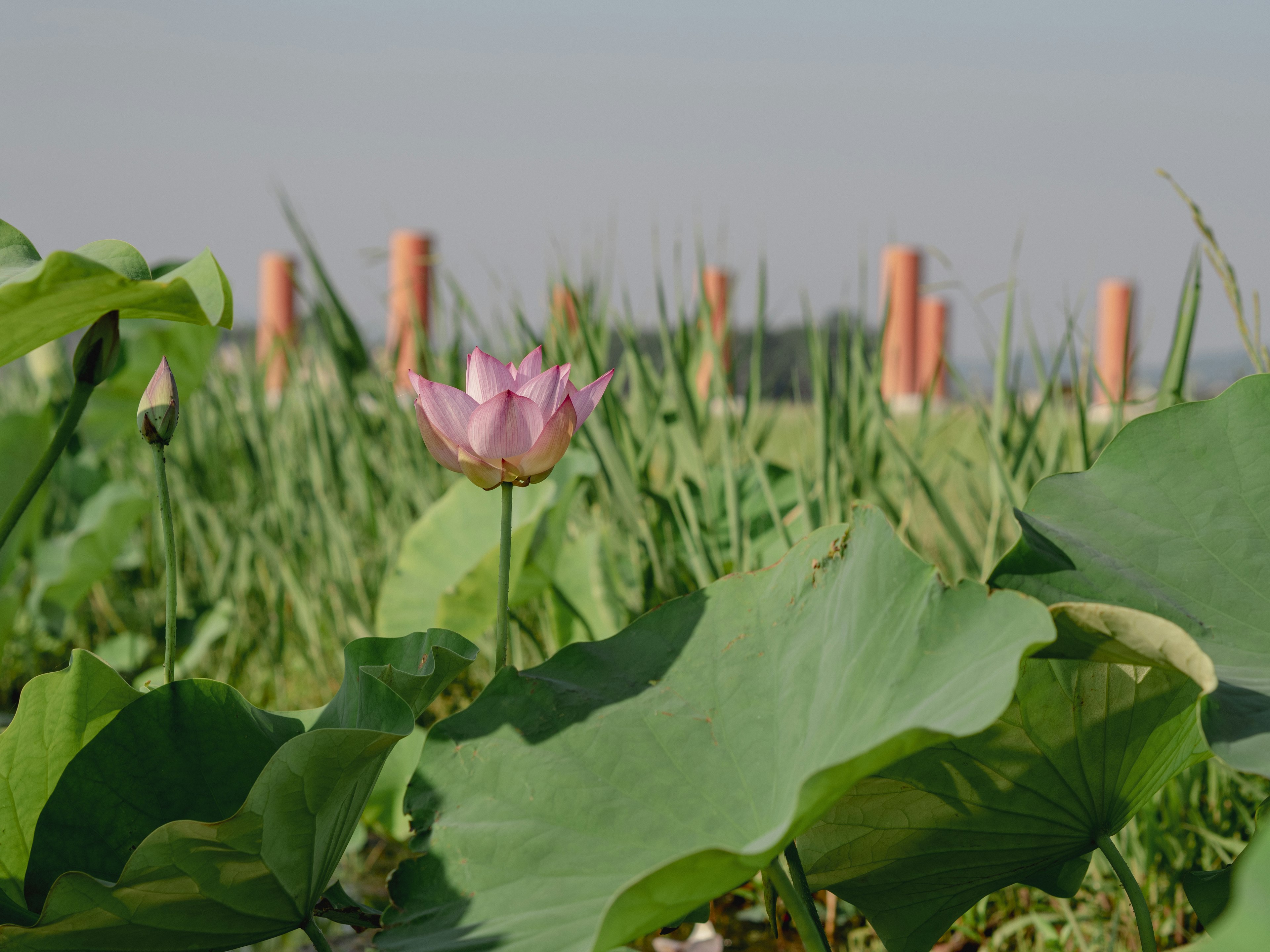 Lotusblume und Blätter in einem Teich mit Säulen im Hintergrund