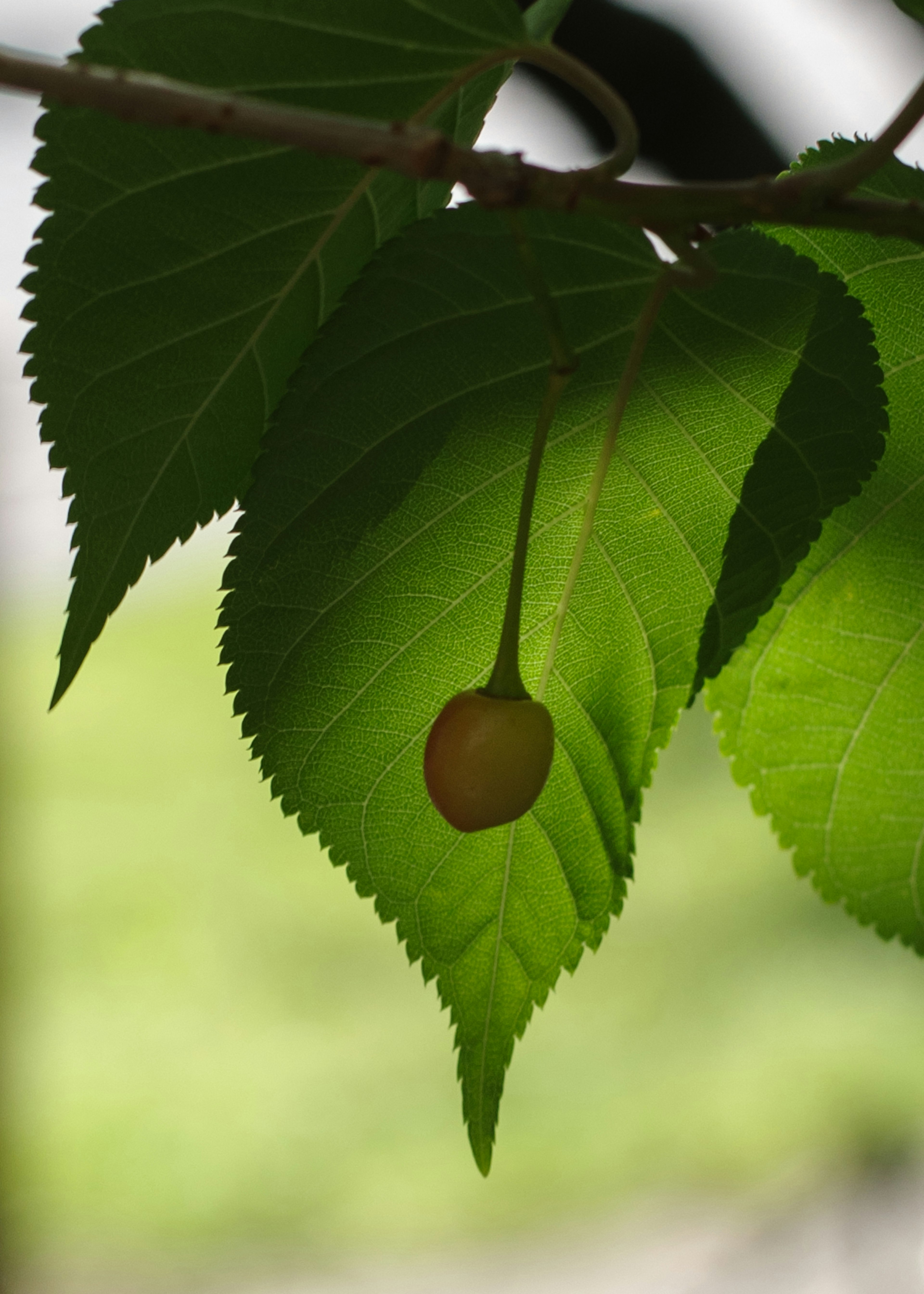 Kleine gelbe Frucht, die zwischen grünen Blättern hängt