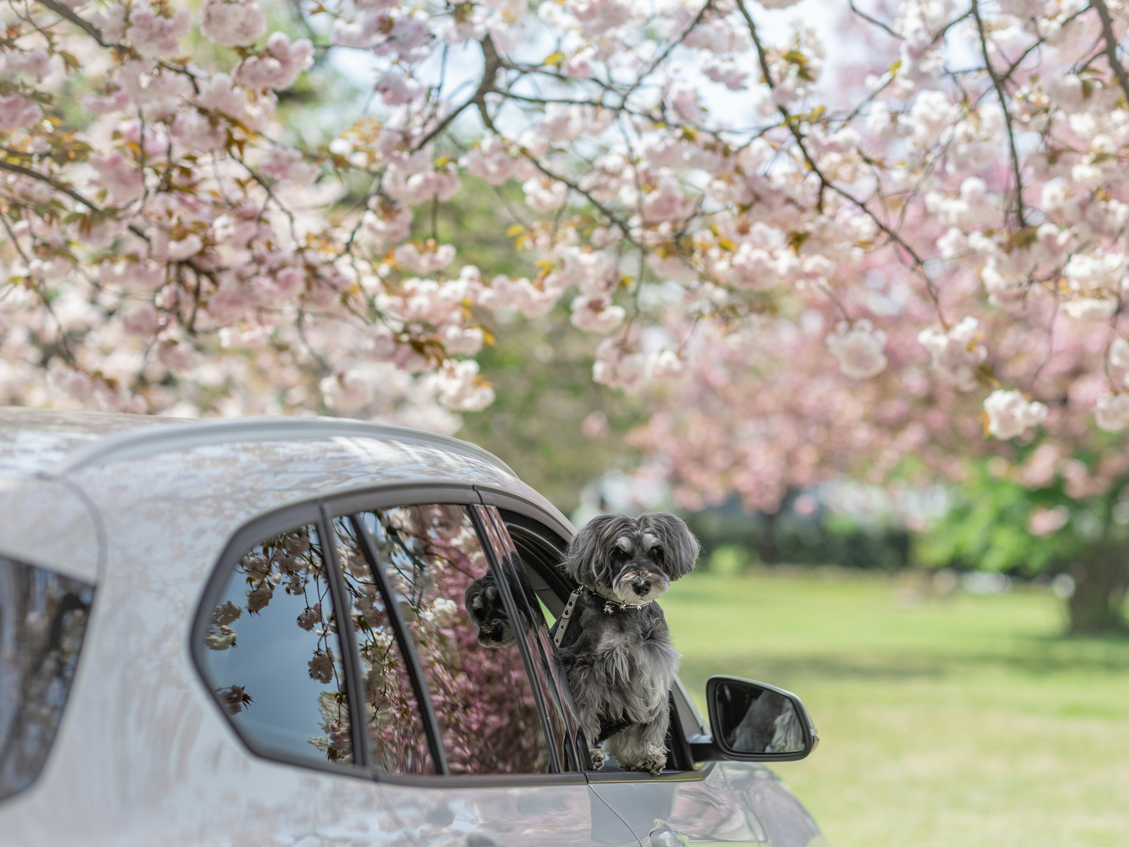 Dog peeking out of a car window under cherry blossom trees