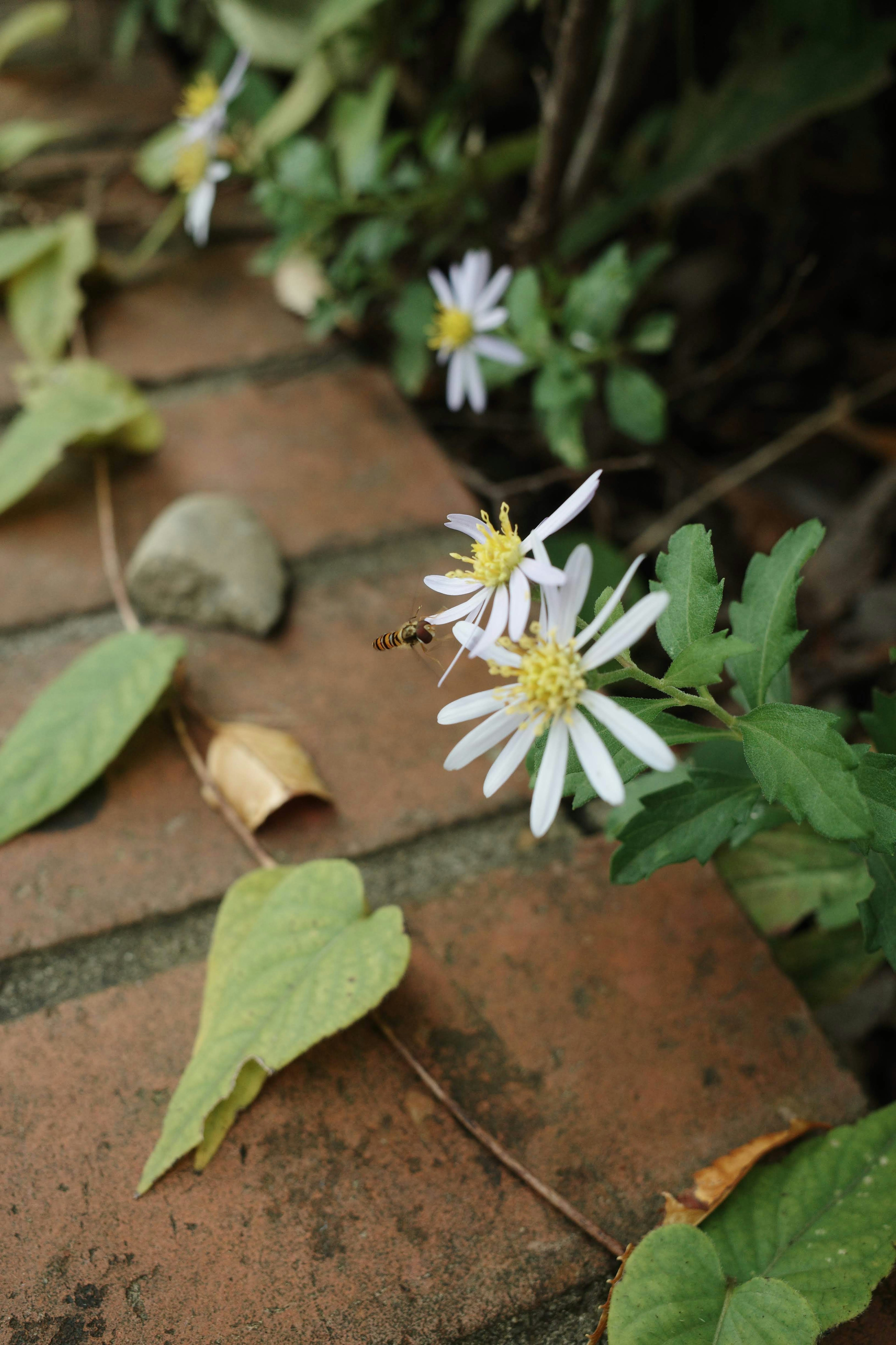 Nahaufnahme von weißen Blumen und grünen Blättern in einem Garten