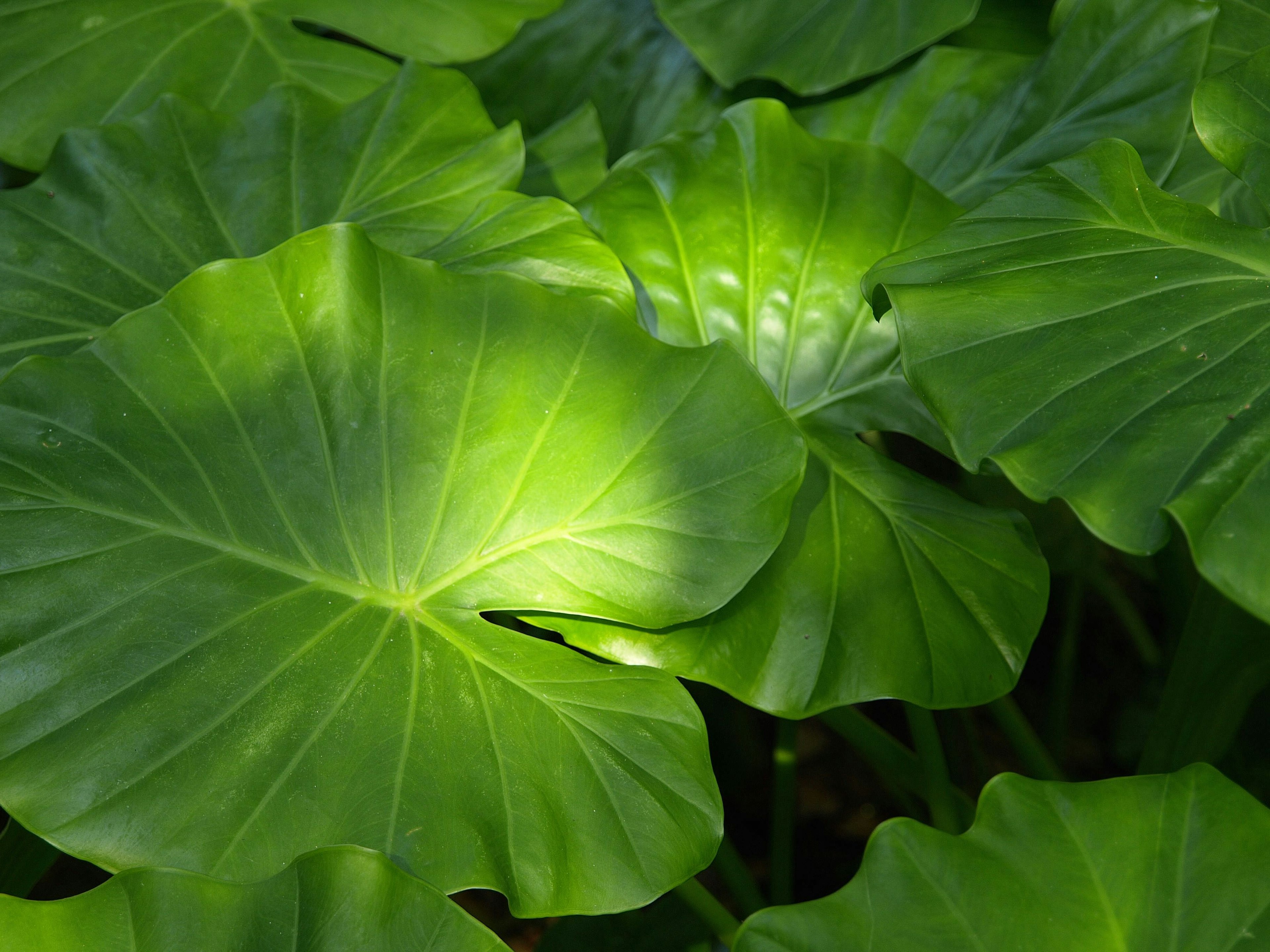 Large green leaves overlapping with light shining on their surfaces