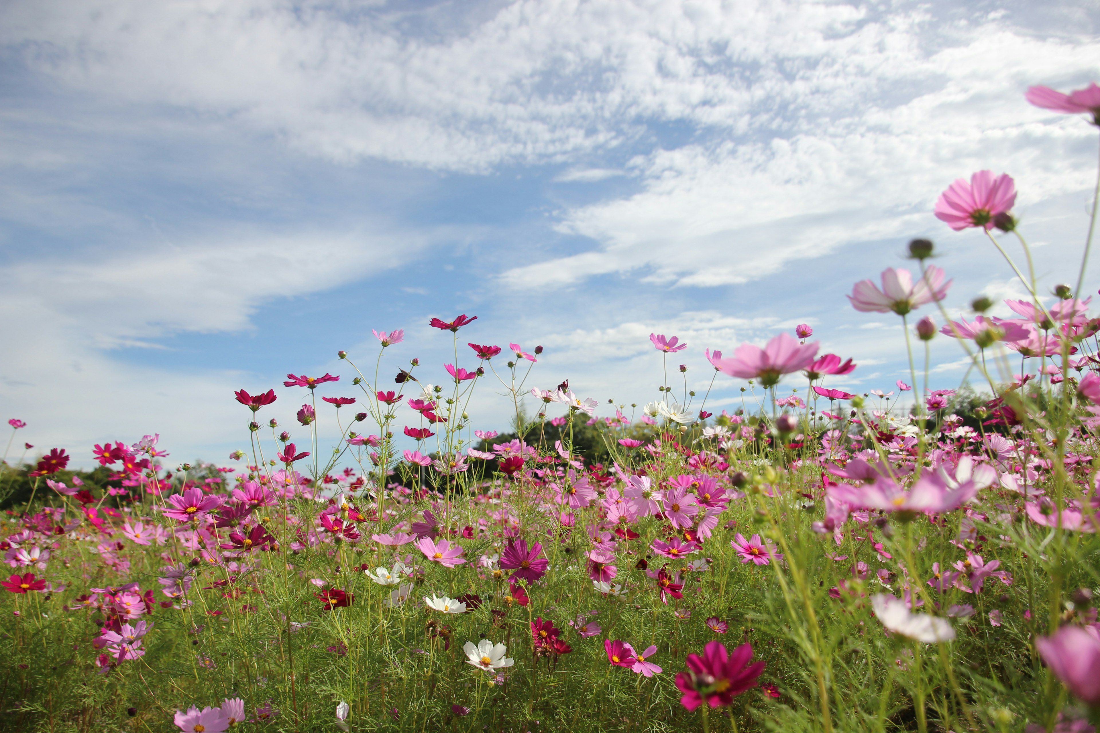 Bunter Kosmosblumenfeld unter einem blauen Himmel