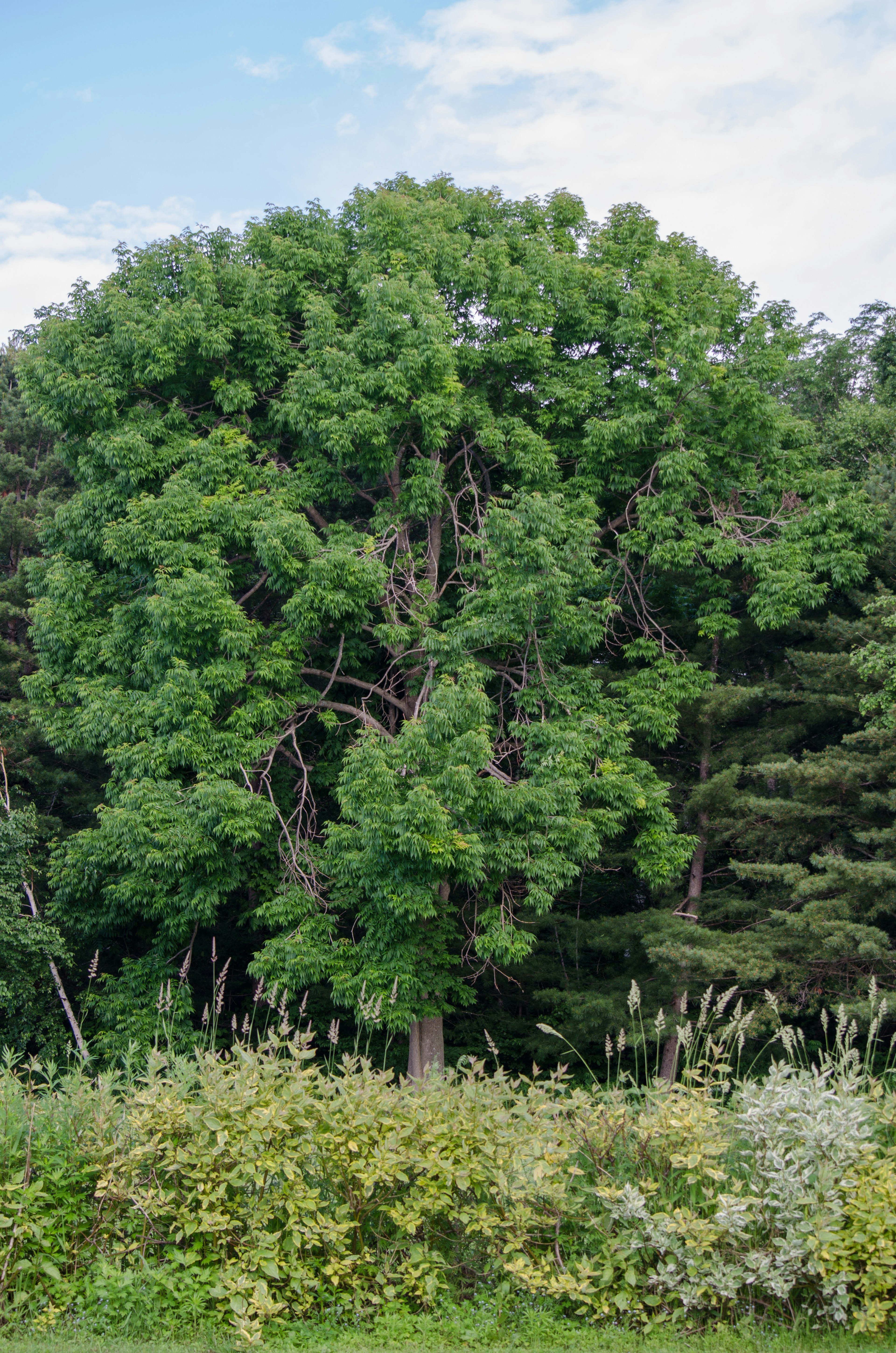 Arbre vert luxuriant entouré d'herbes hautes