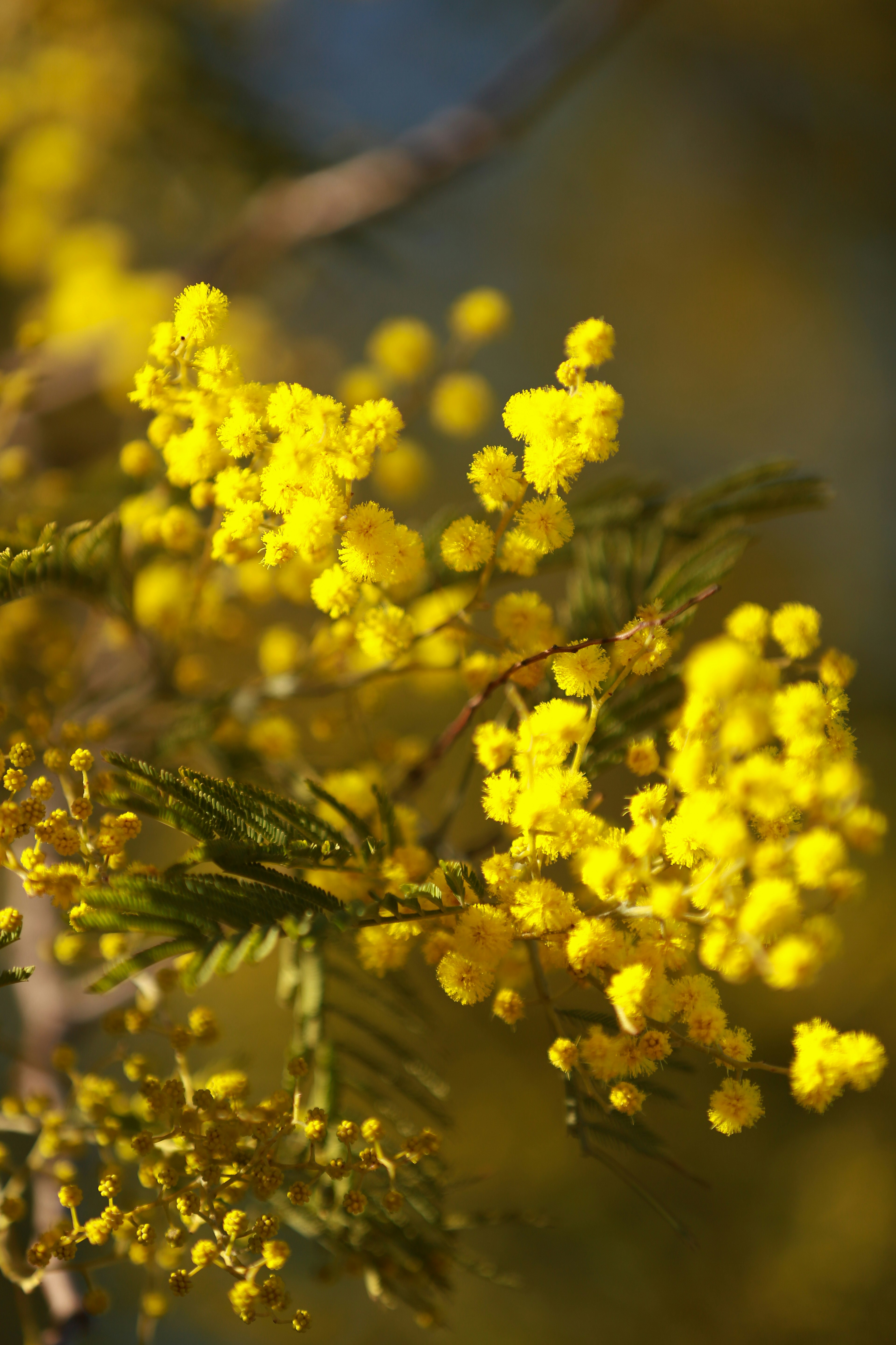 Lebendige gelbe Mimosenblüten mit grünen Blättern